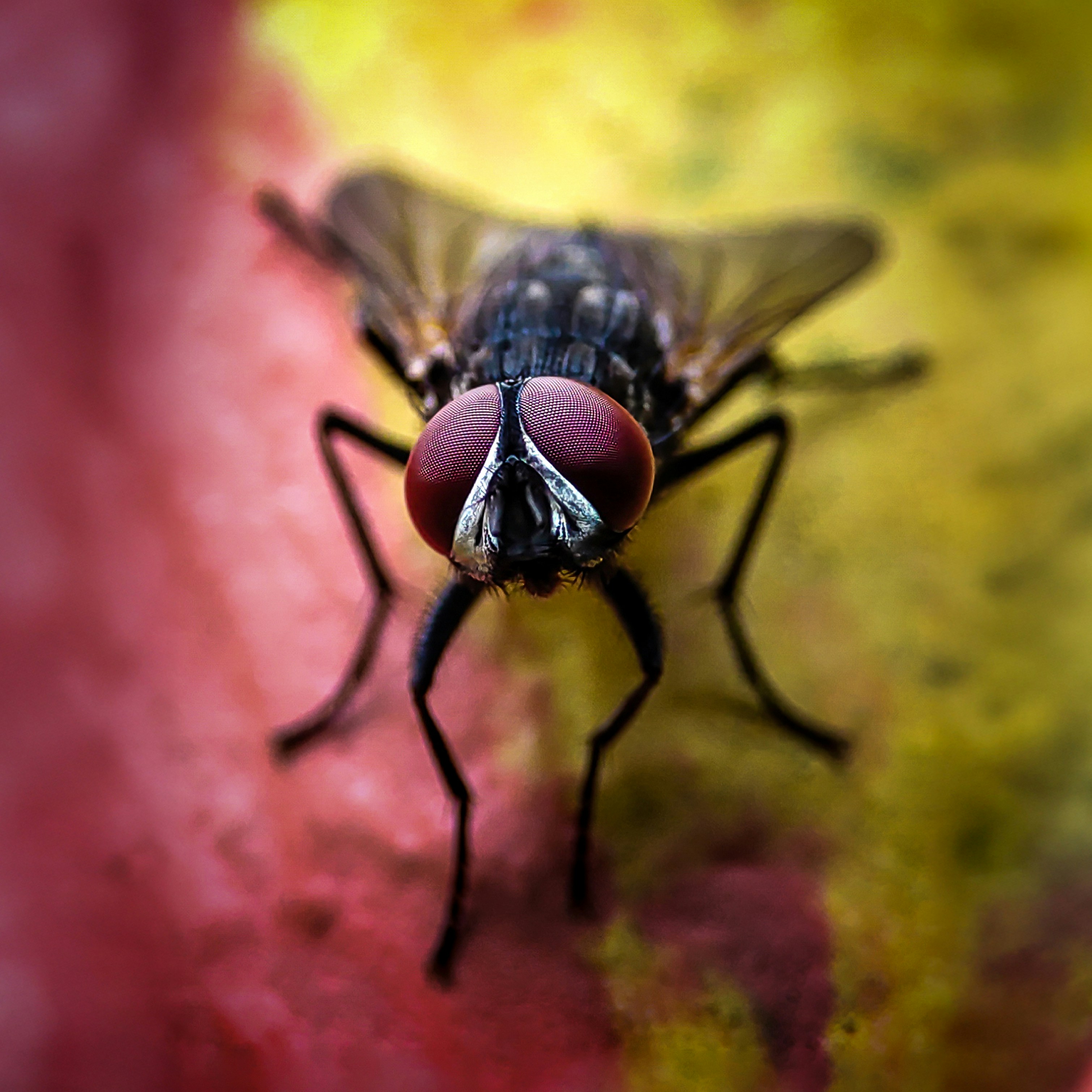 Nahaufnahme einer Fliege mit roten Augen