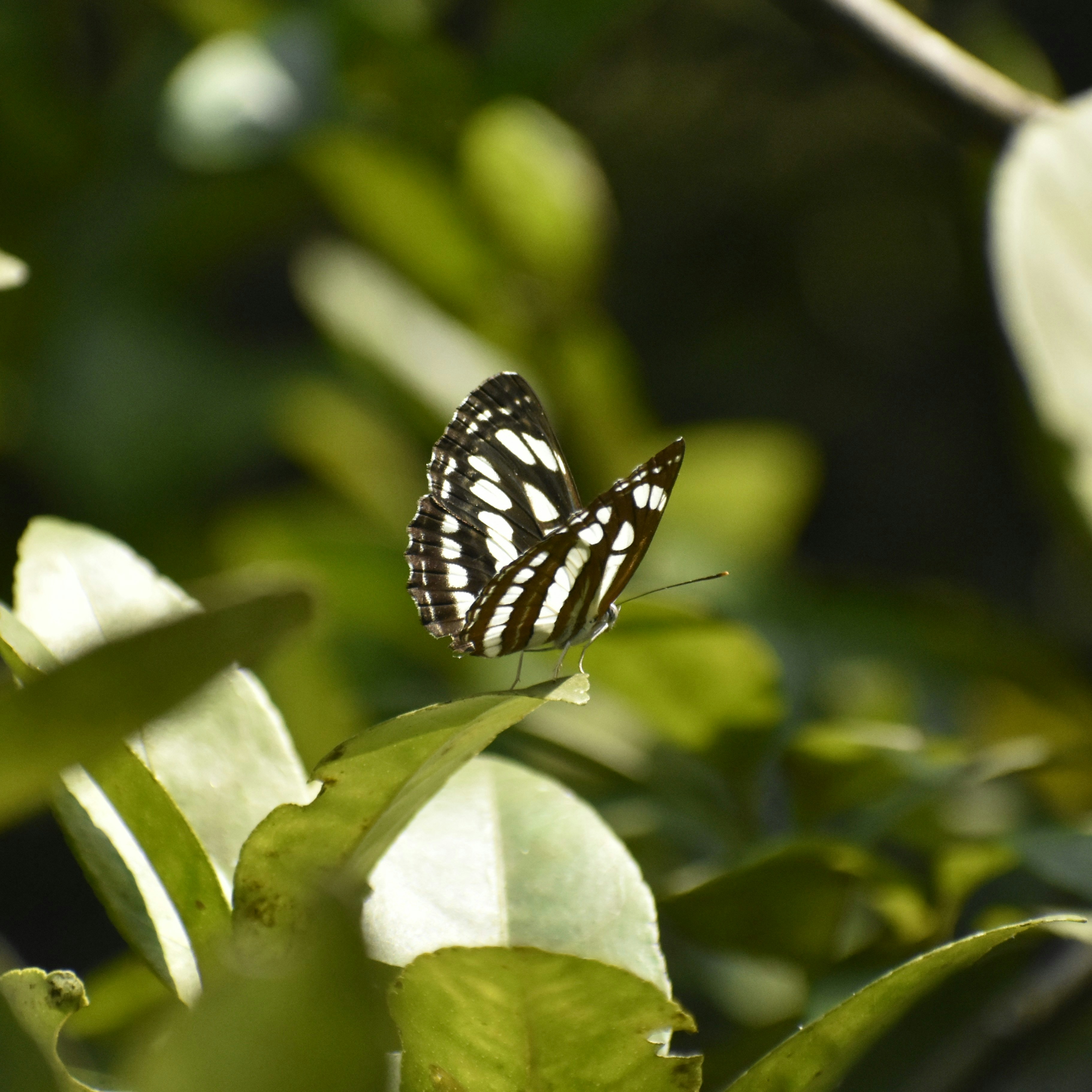 Photo by adhil_latheef