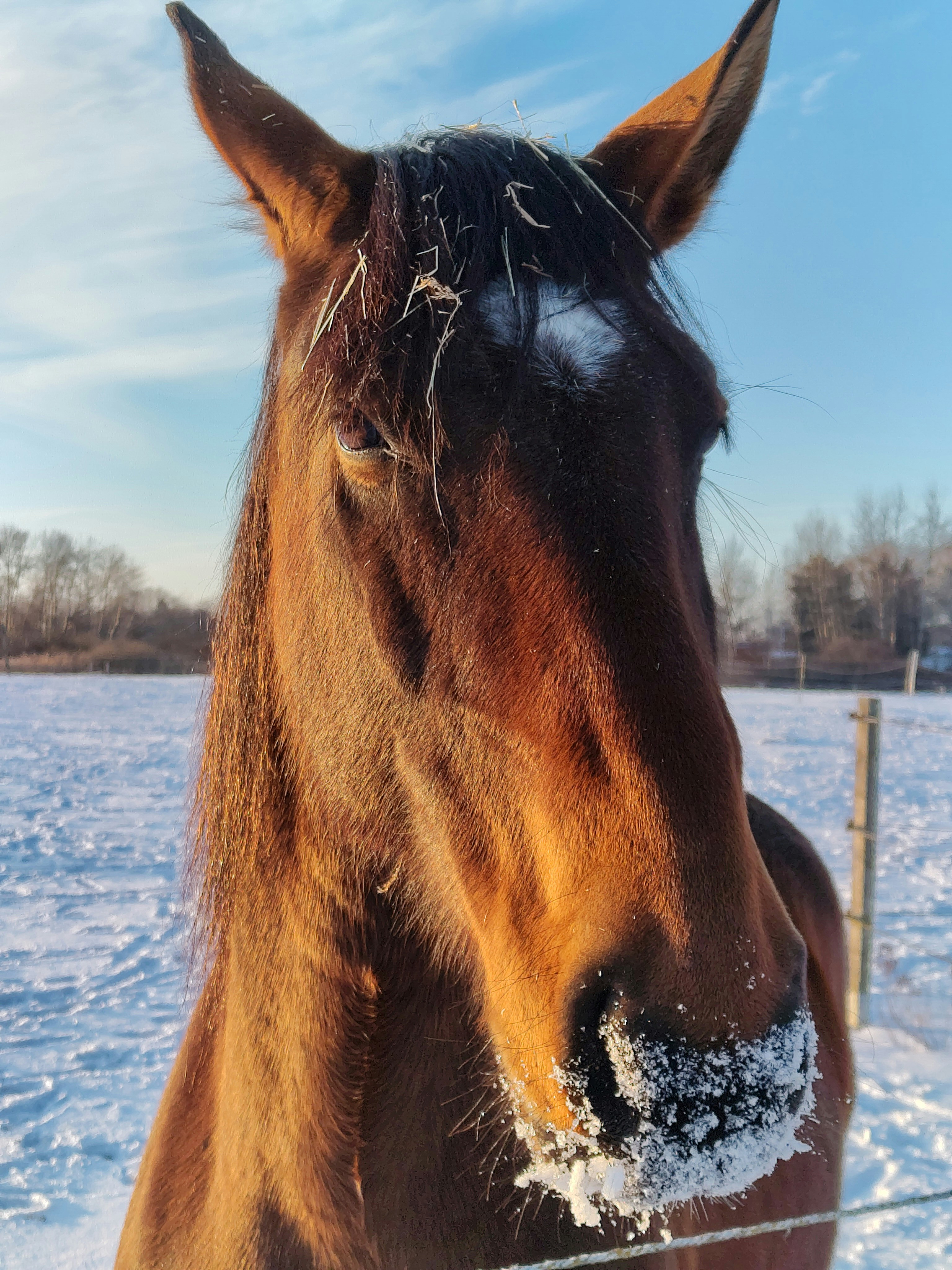A brown horse with frost on its nose in winter.