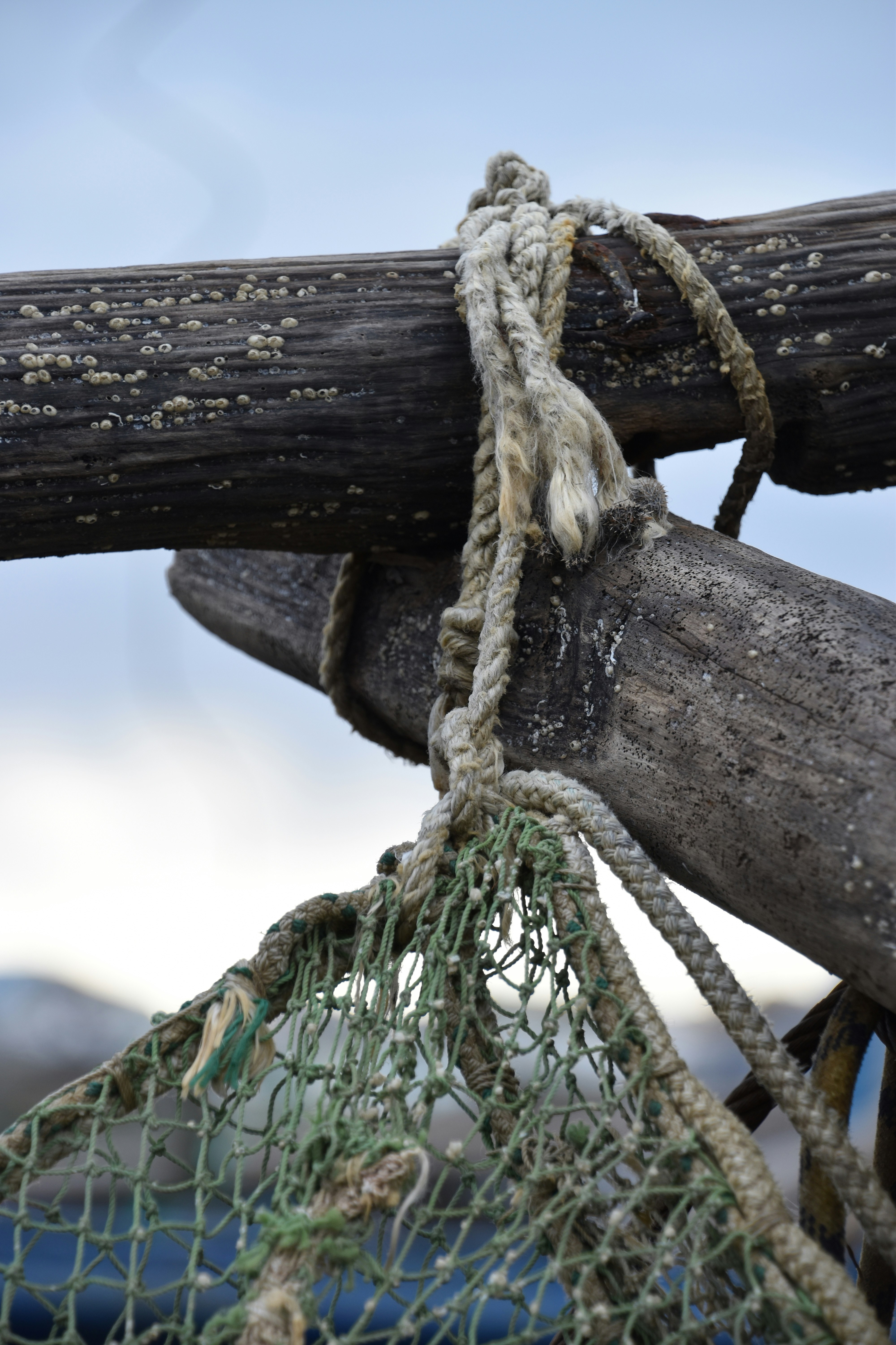 Photo by thedariality