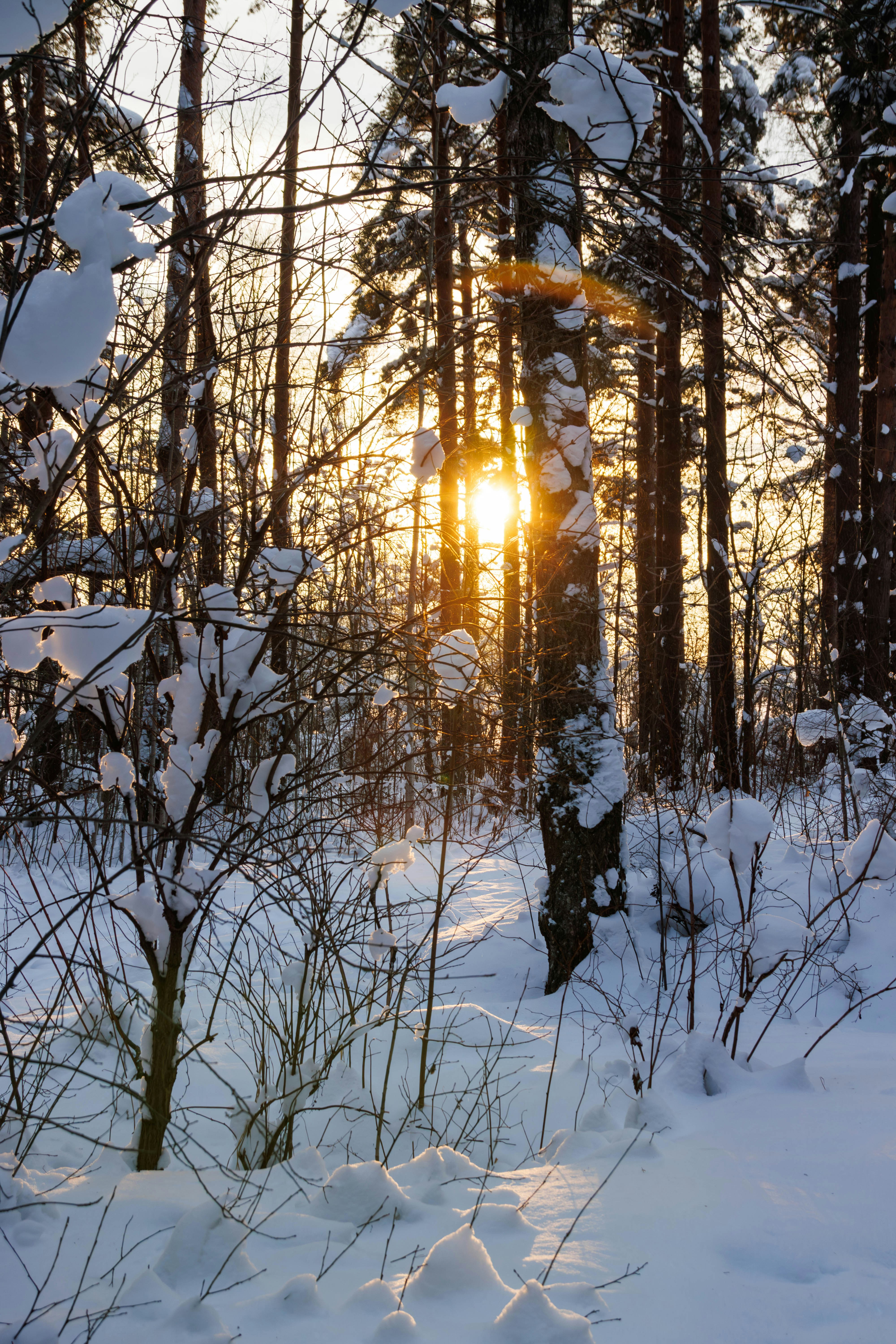 Sunlight filters through a snow-covered forest at sunset.