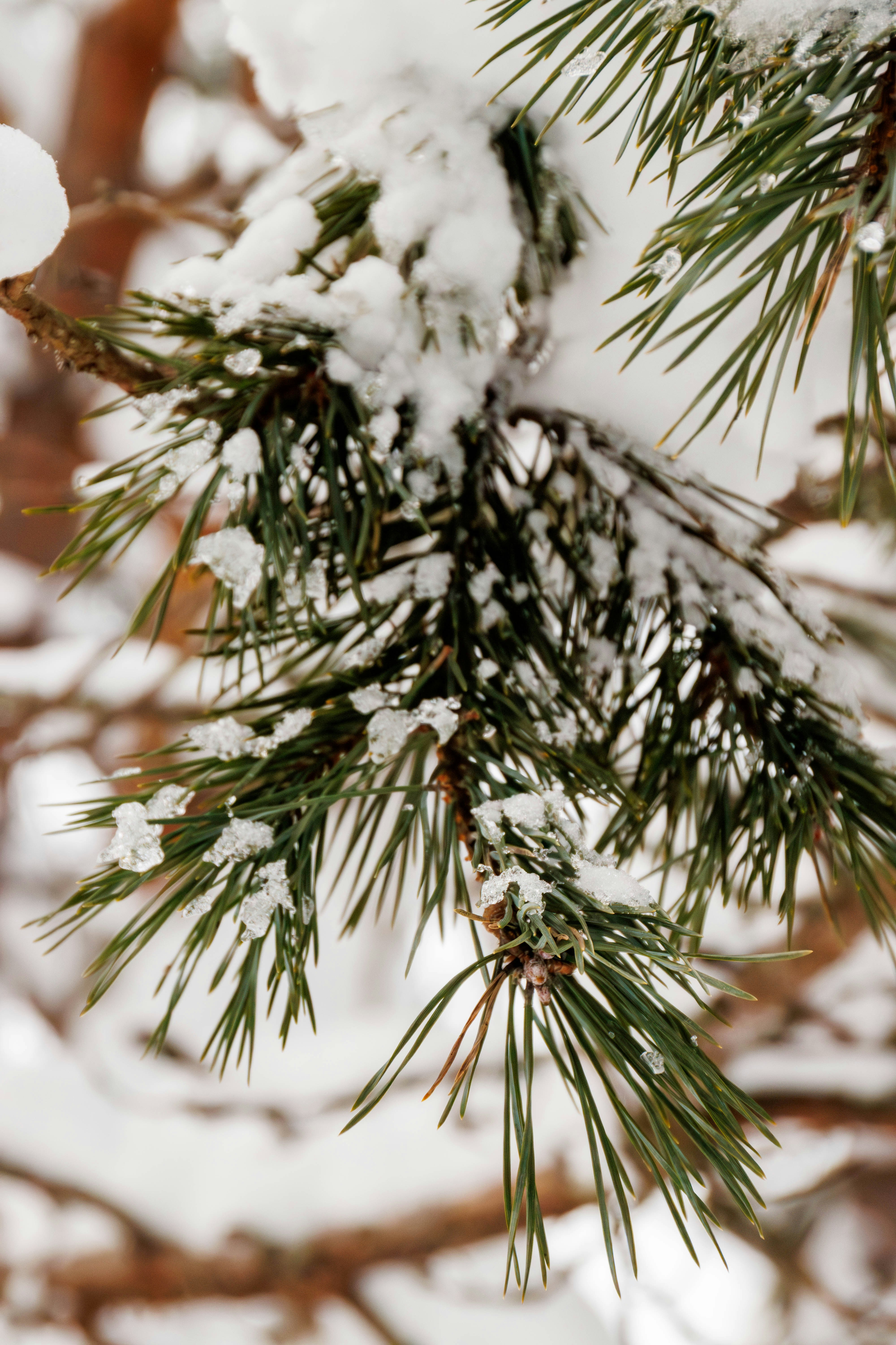 Pine needles covered in fresh snow