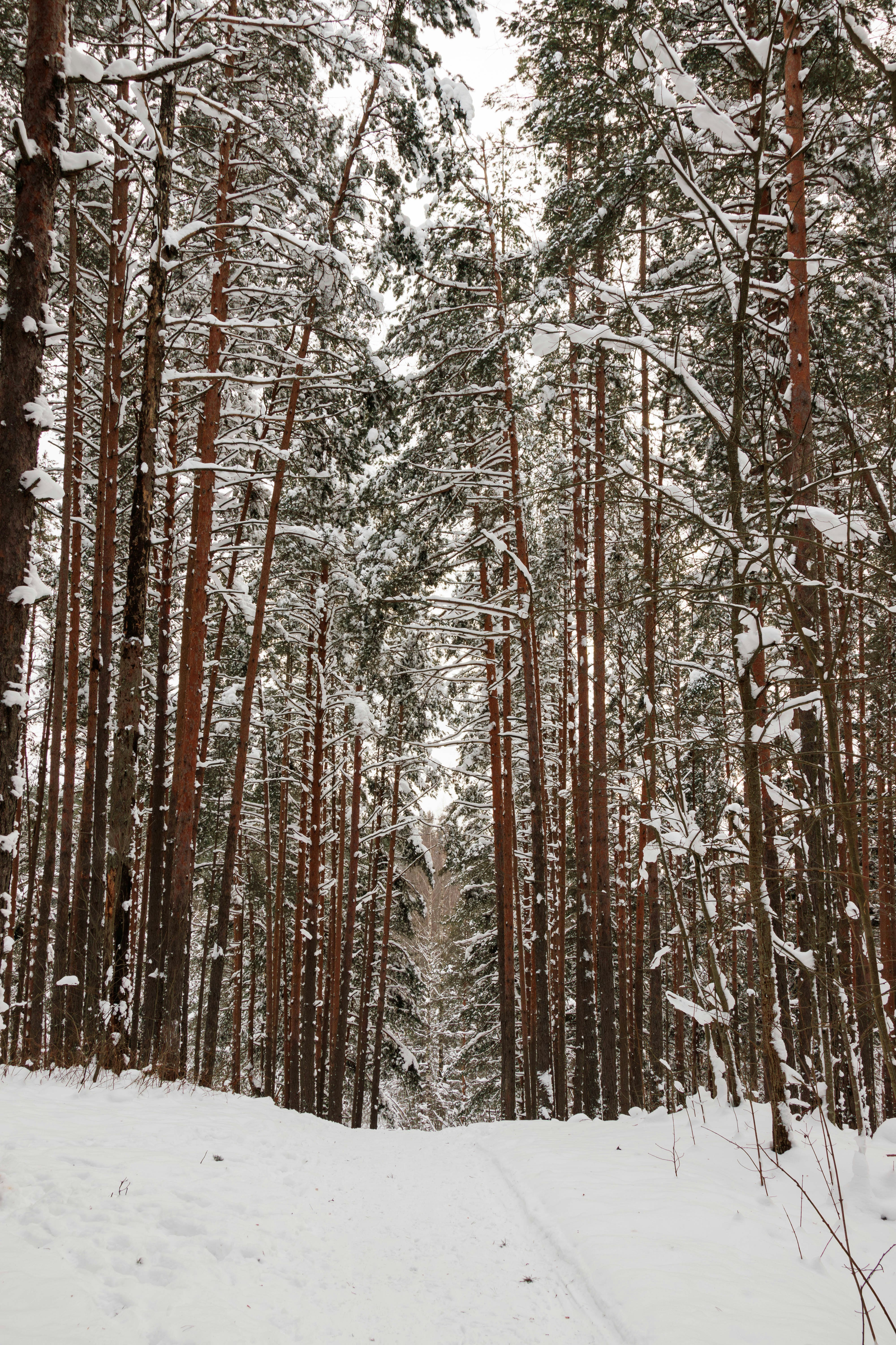 Snowy path through a dense pine forest