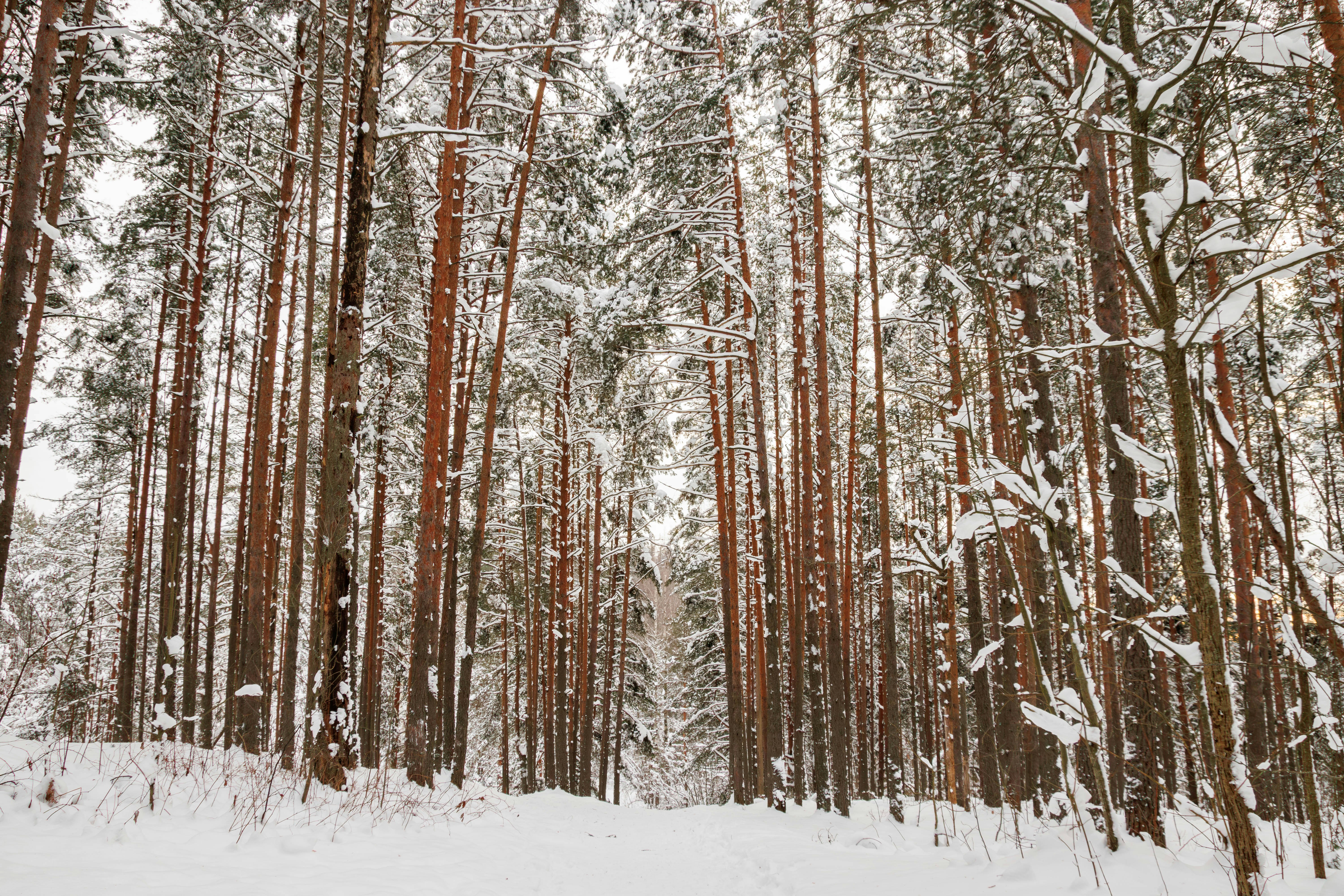 Snowy forest path lined with tall pine trees