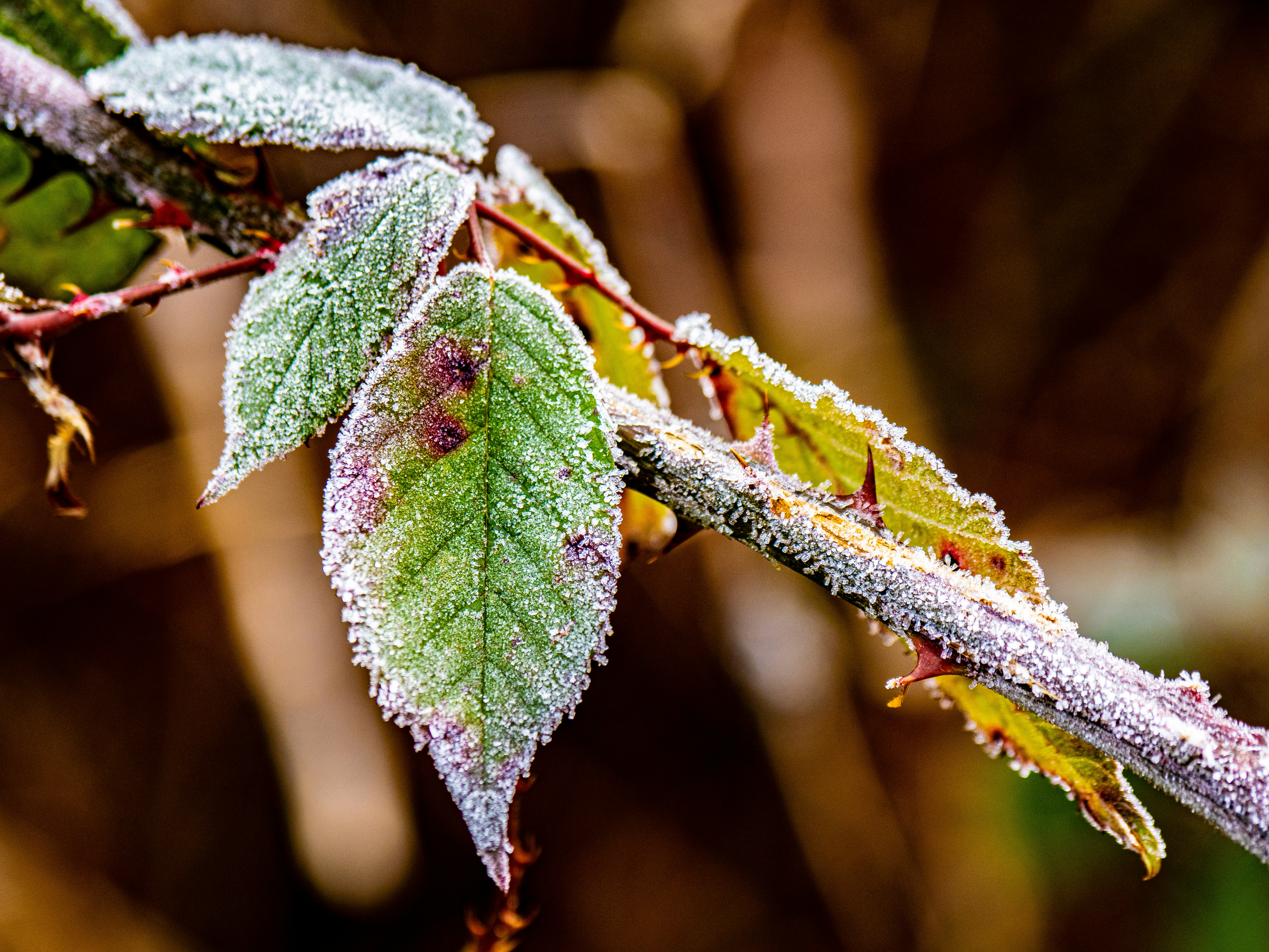 Photo by gopitri_prem