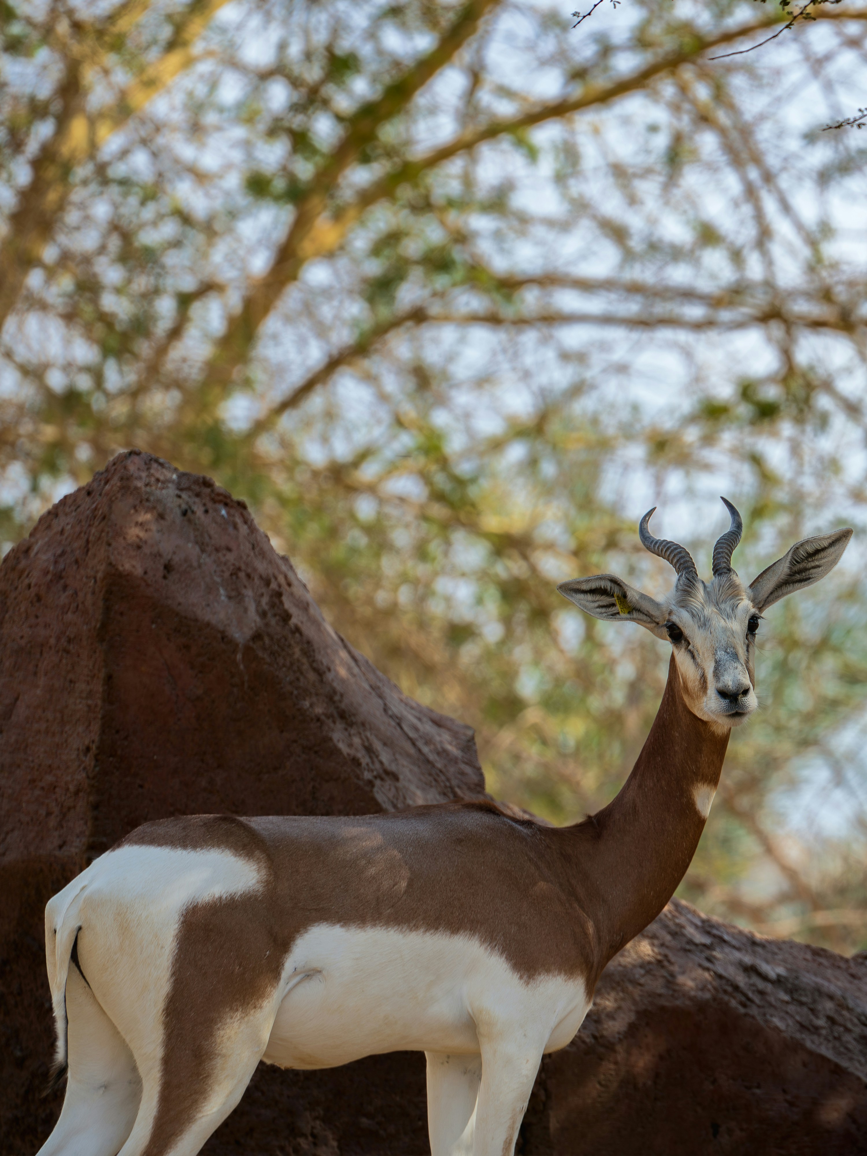 A gazelle stands near a large rock and trees.