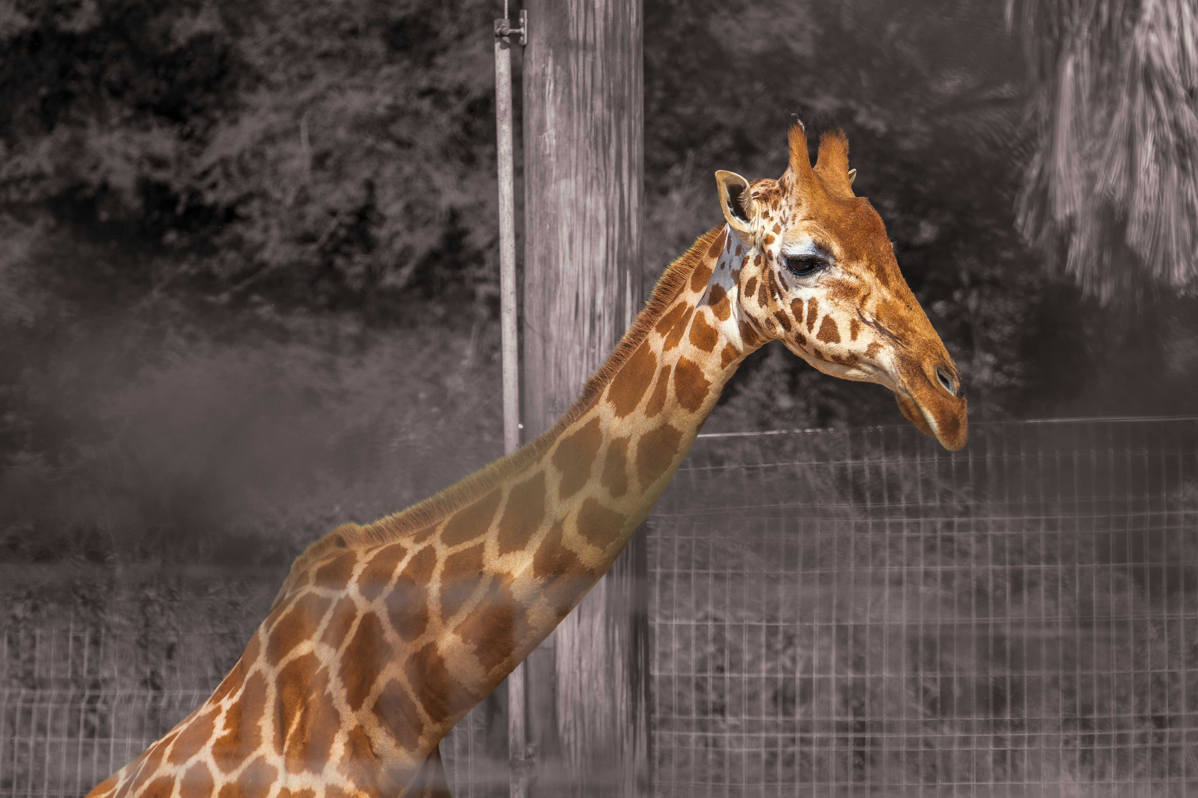 Close-up of a giraffe's patterned neck and head.