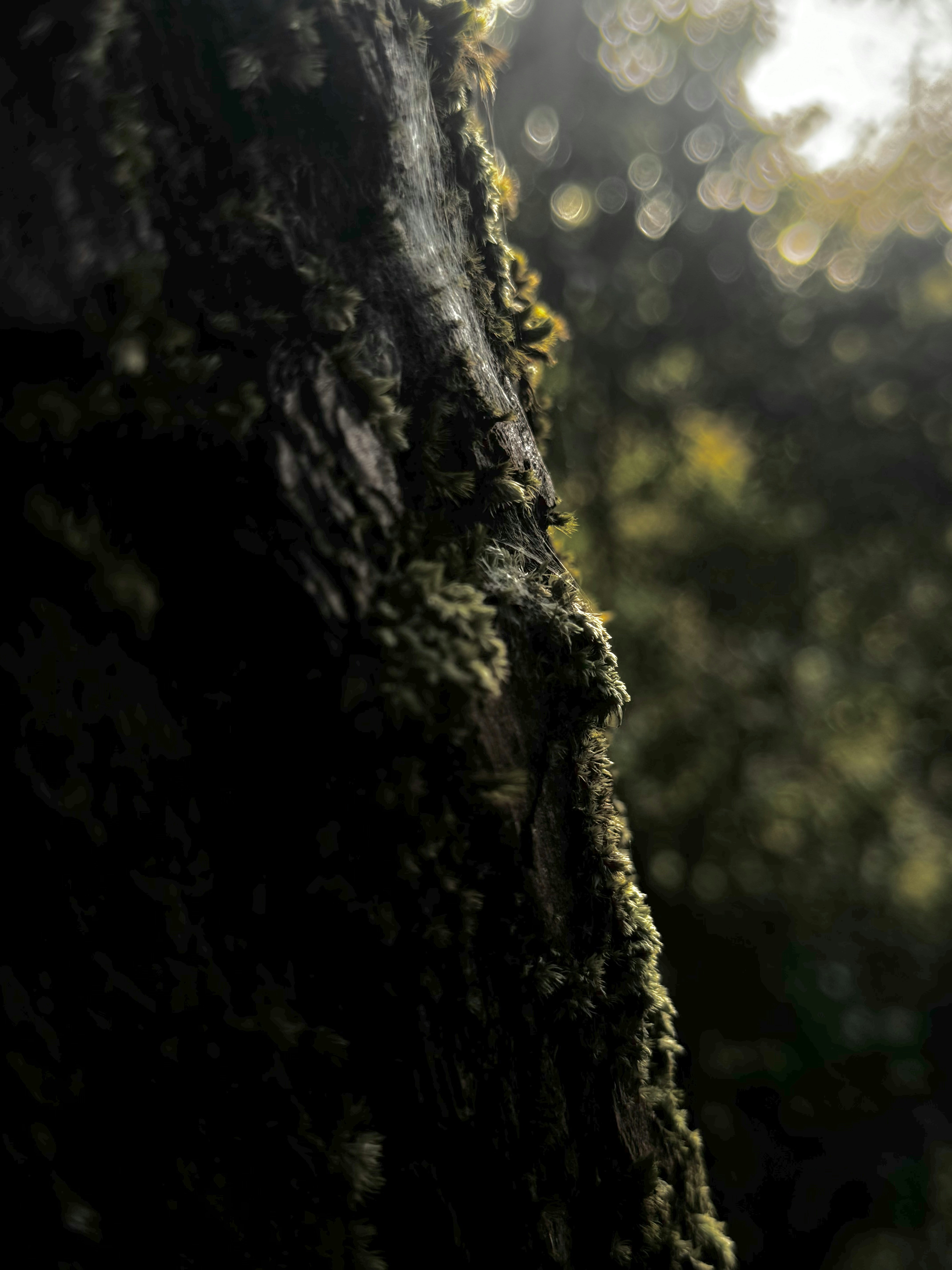 Photo by laxmi_bhagya_menon