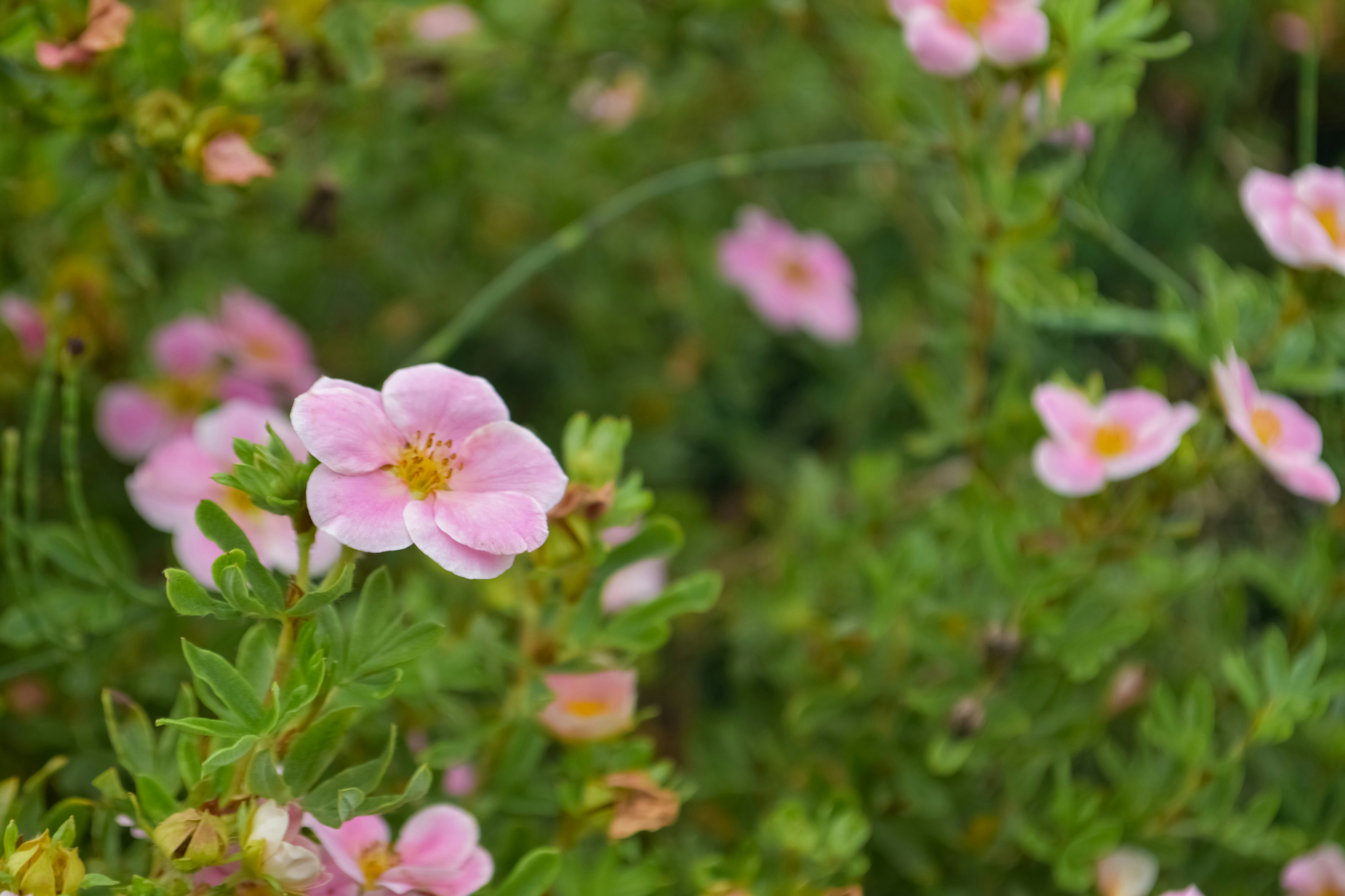 Photo by veronikaaharova