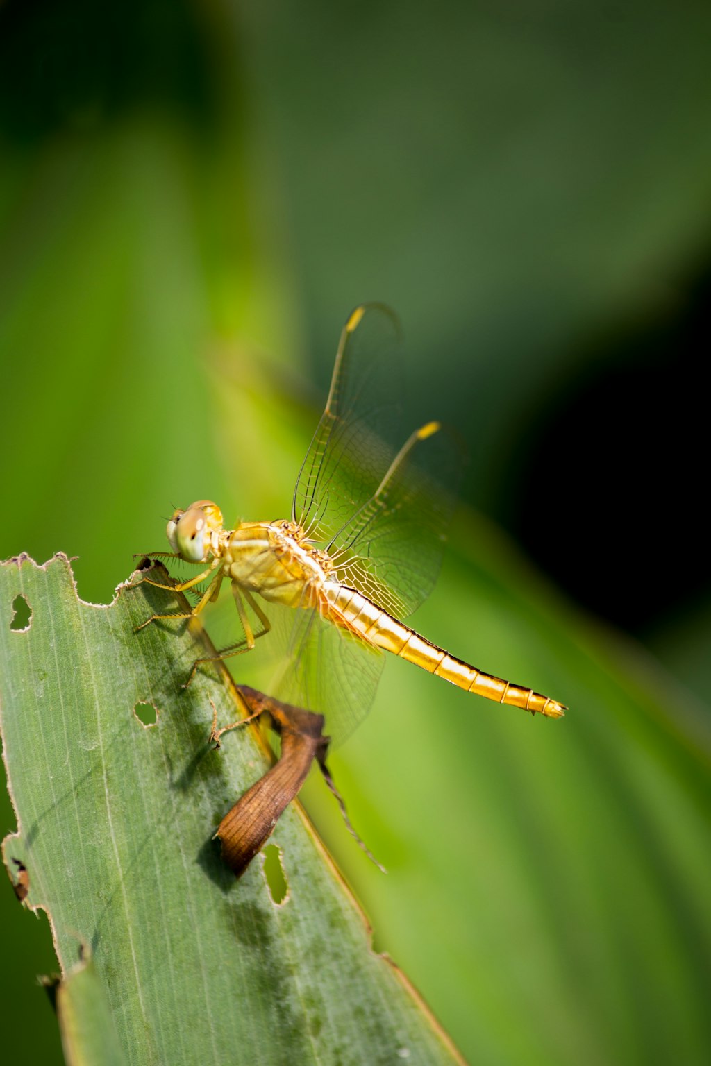 Insect of the day in Delhi