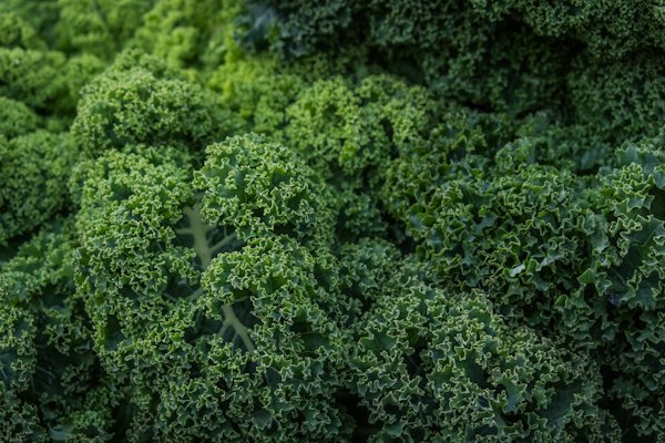 Kale in a home garden