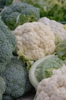 Fresh broccoli and cauliflower piled together at market.