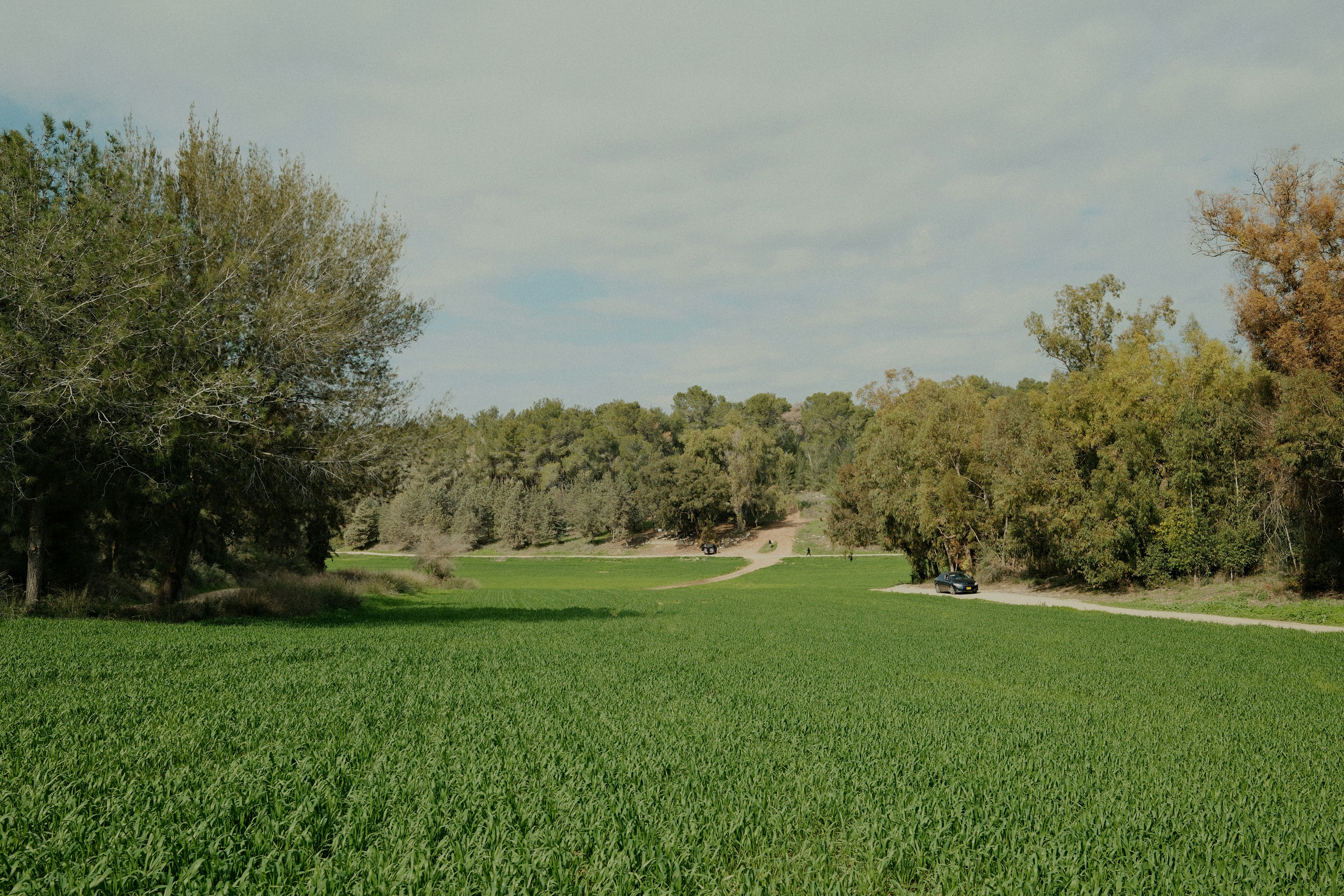 A lush green field with trees under a cloudy sky