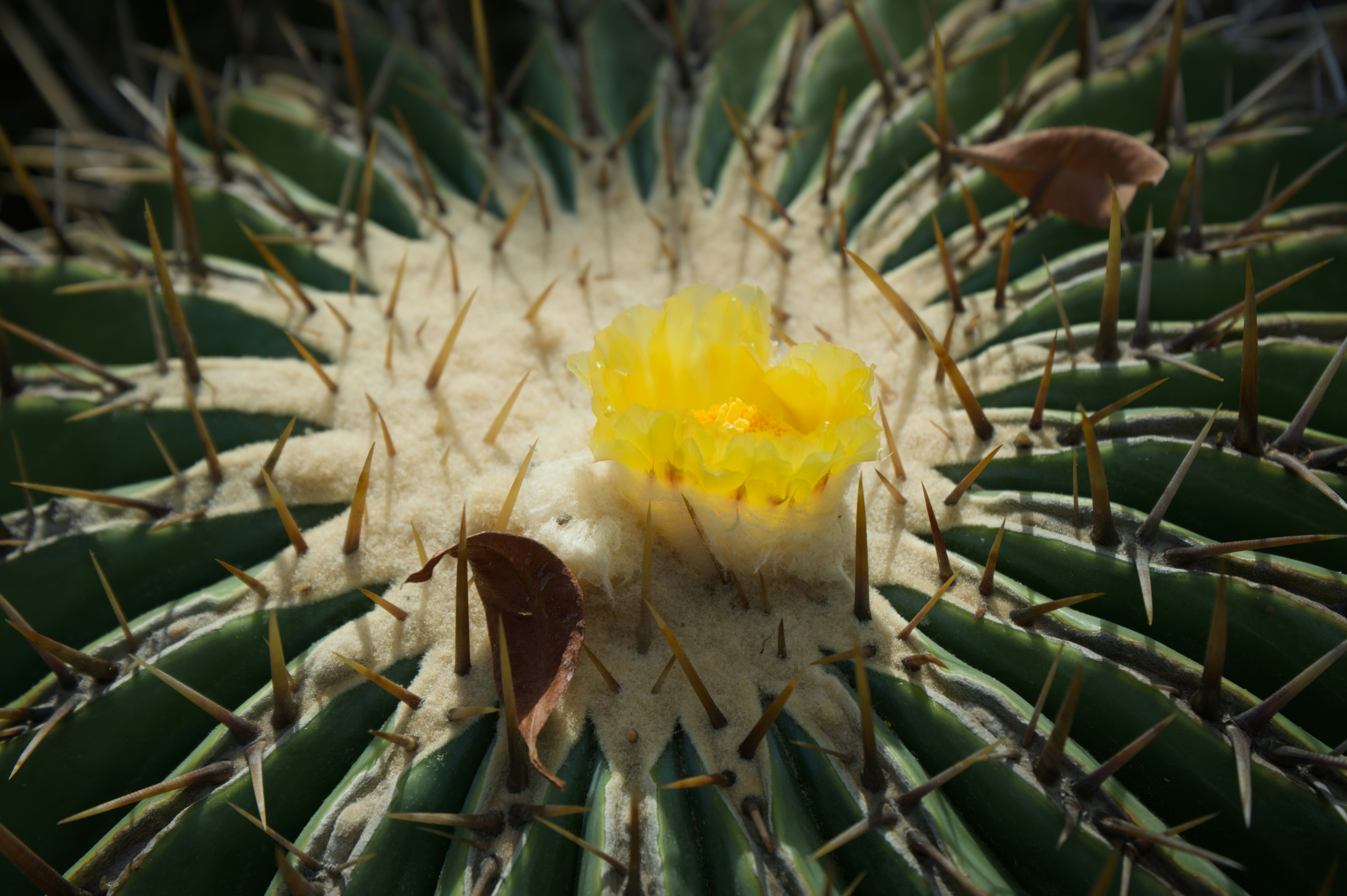 A golden barrel cactus showing a perfect globular growth form - cactus identification quiz