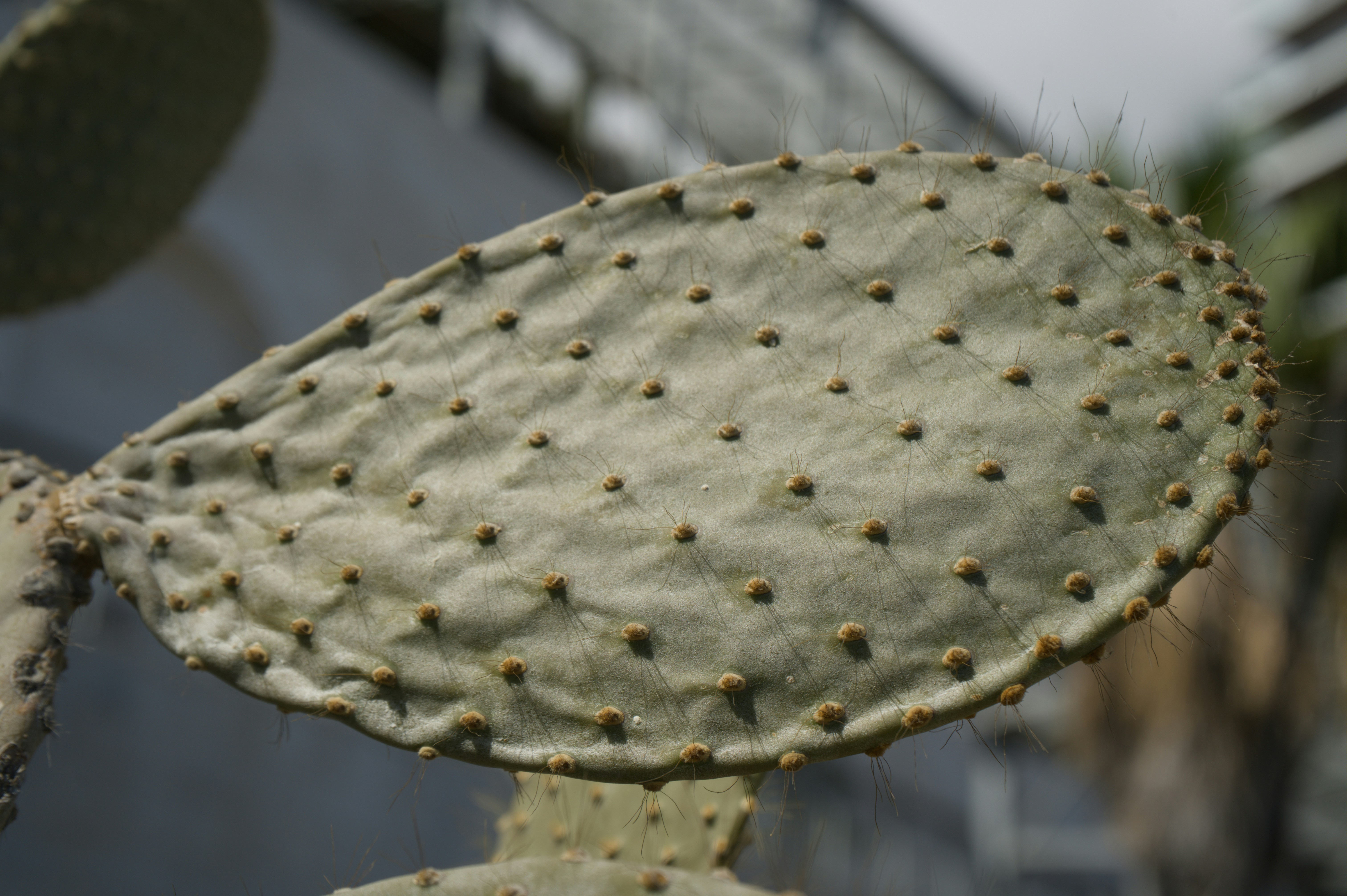A close-up of a prickly pear cactus pad.
