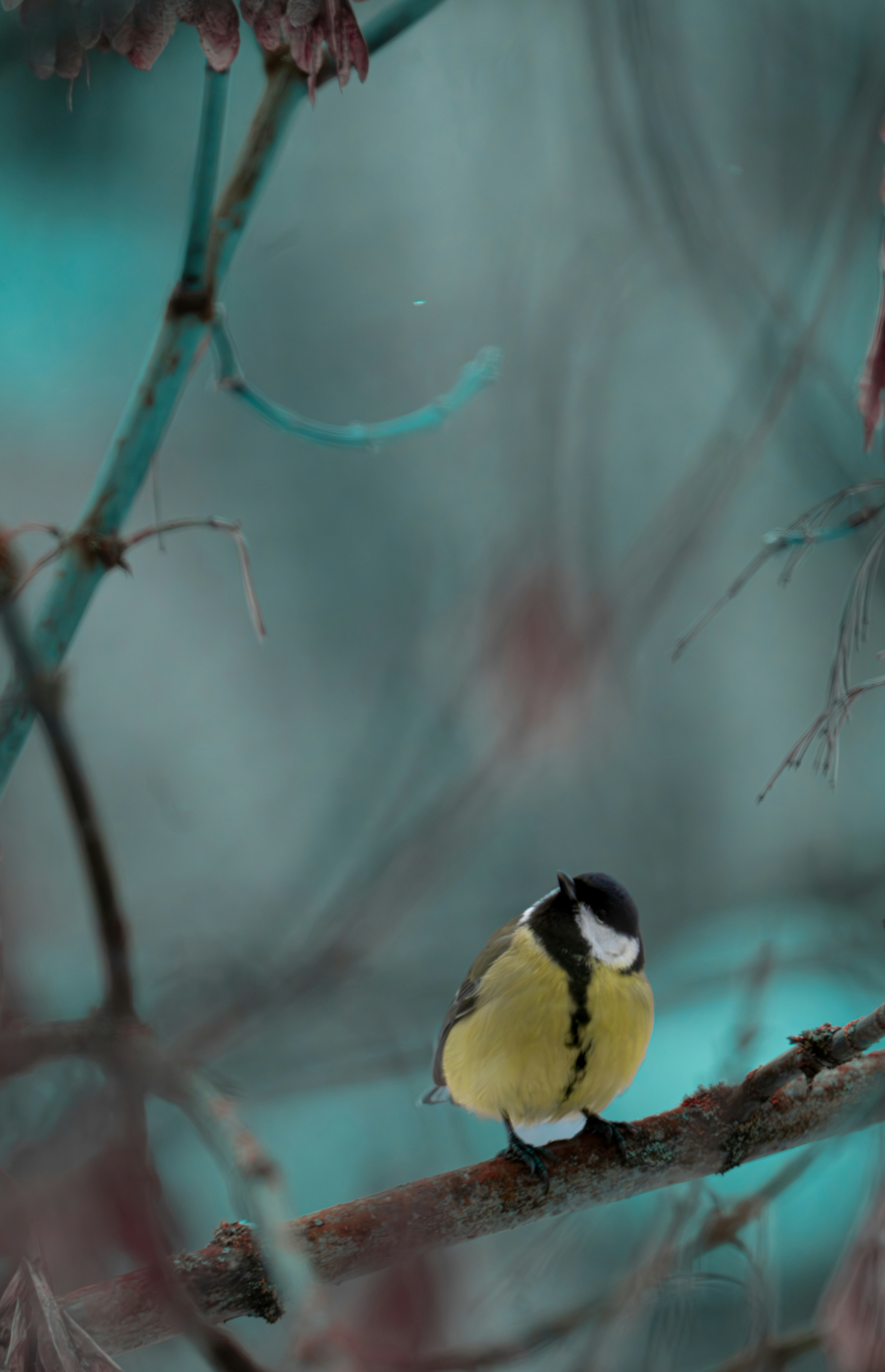A small bird perched on a branch in winter.