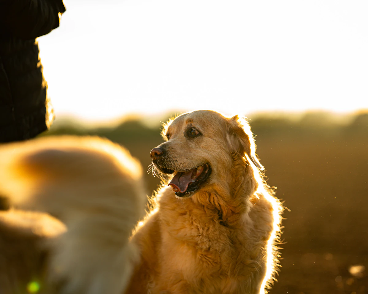Golden Retriever im warmen Abendlicht