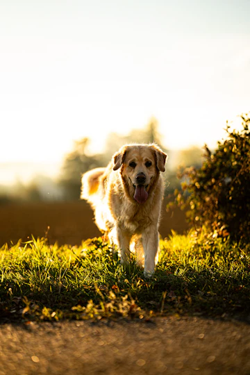 Golden Retriever outdoors