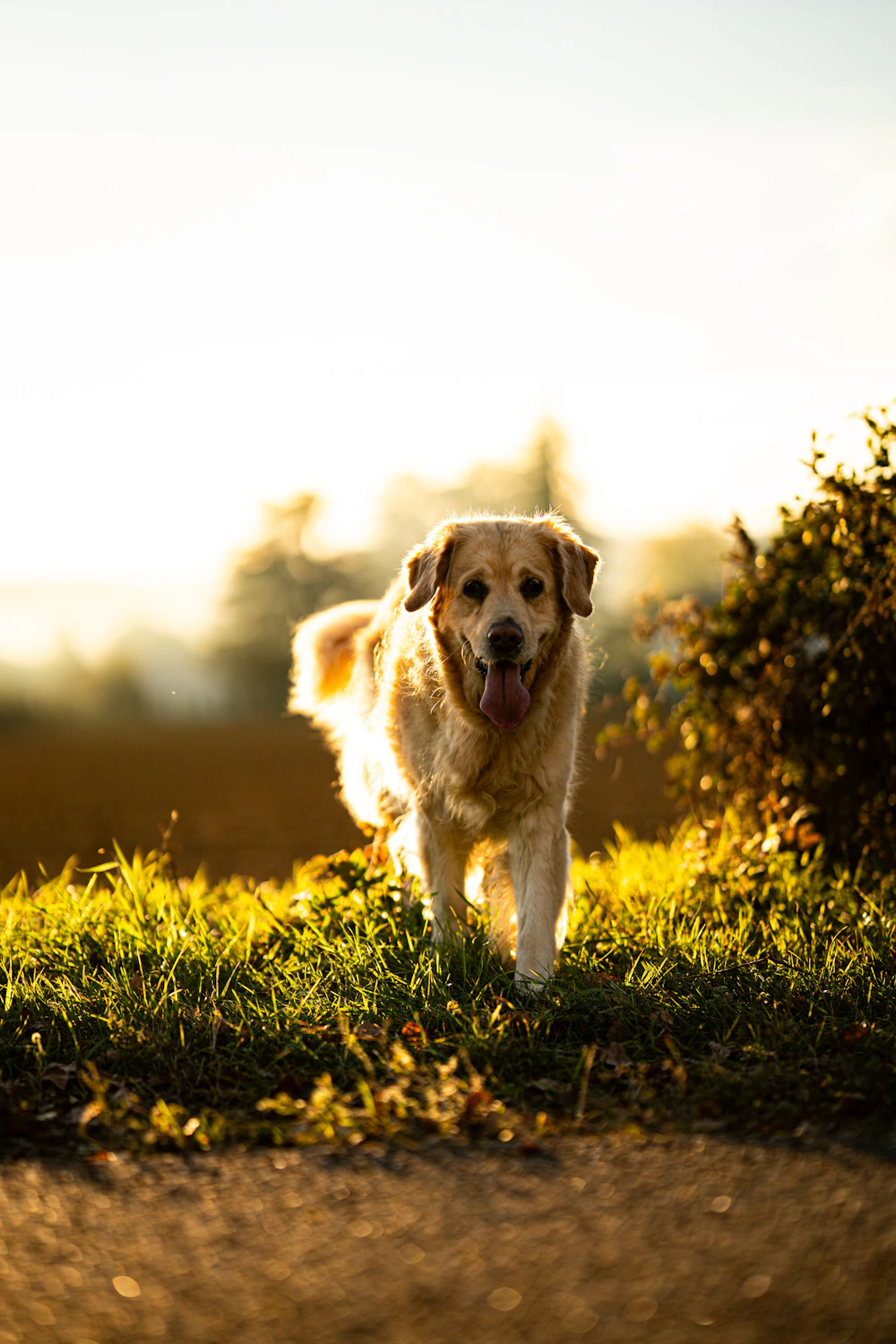Golden Retriever outdoors
