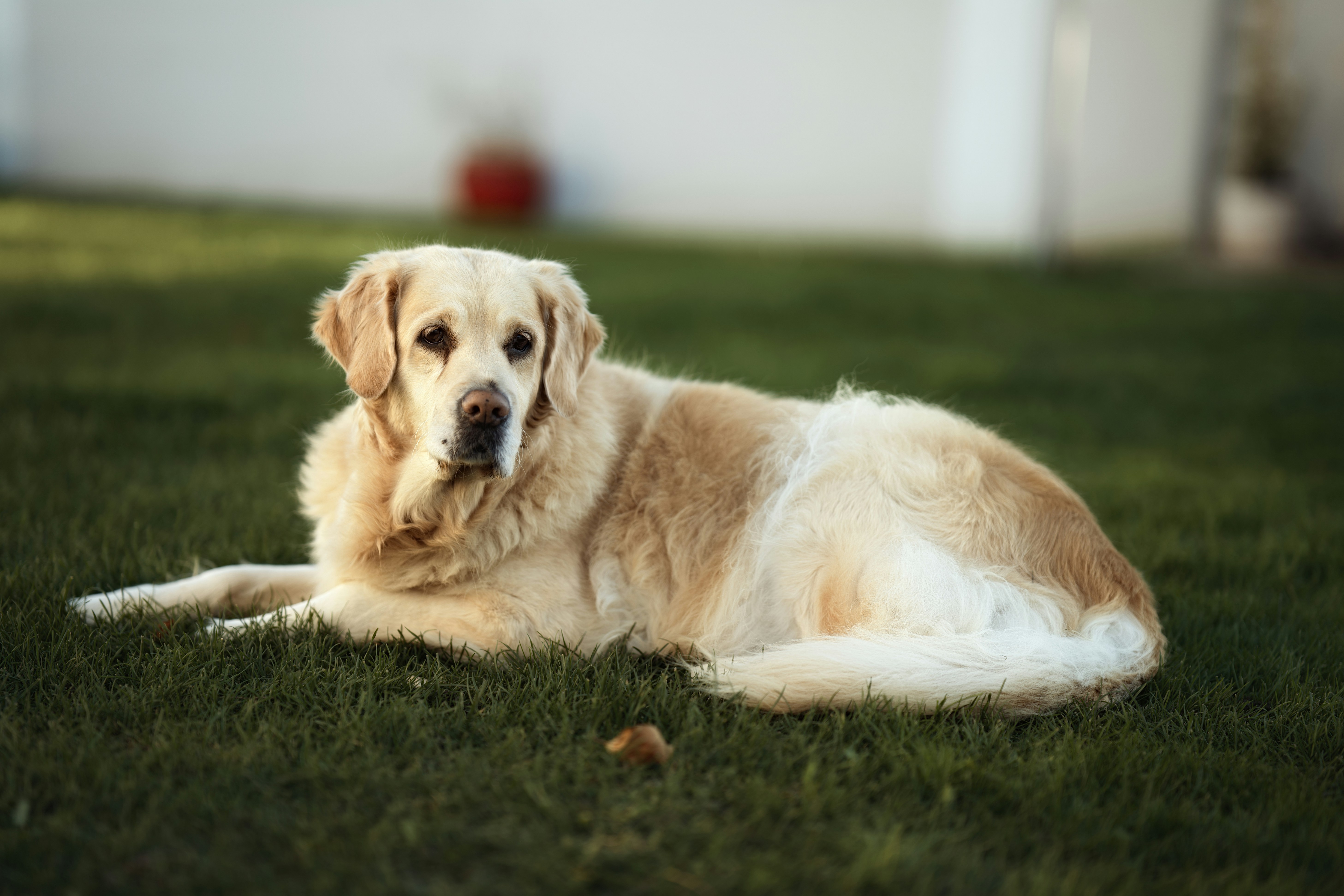 A golden retriever dog lying on green grass.
