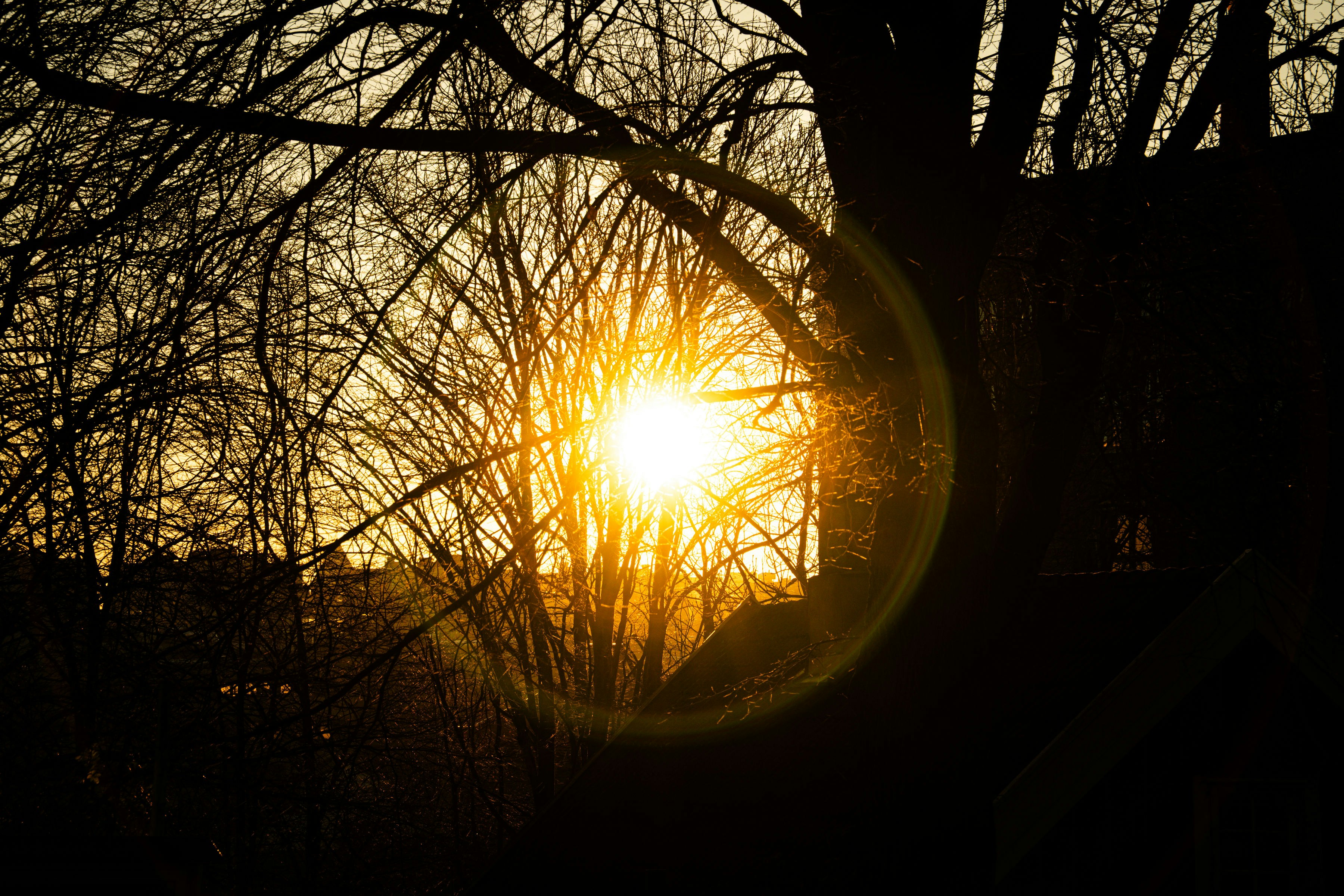 Sunlight shines through bare tree branches at sunset.