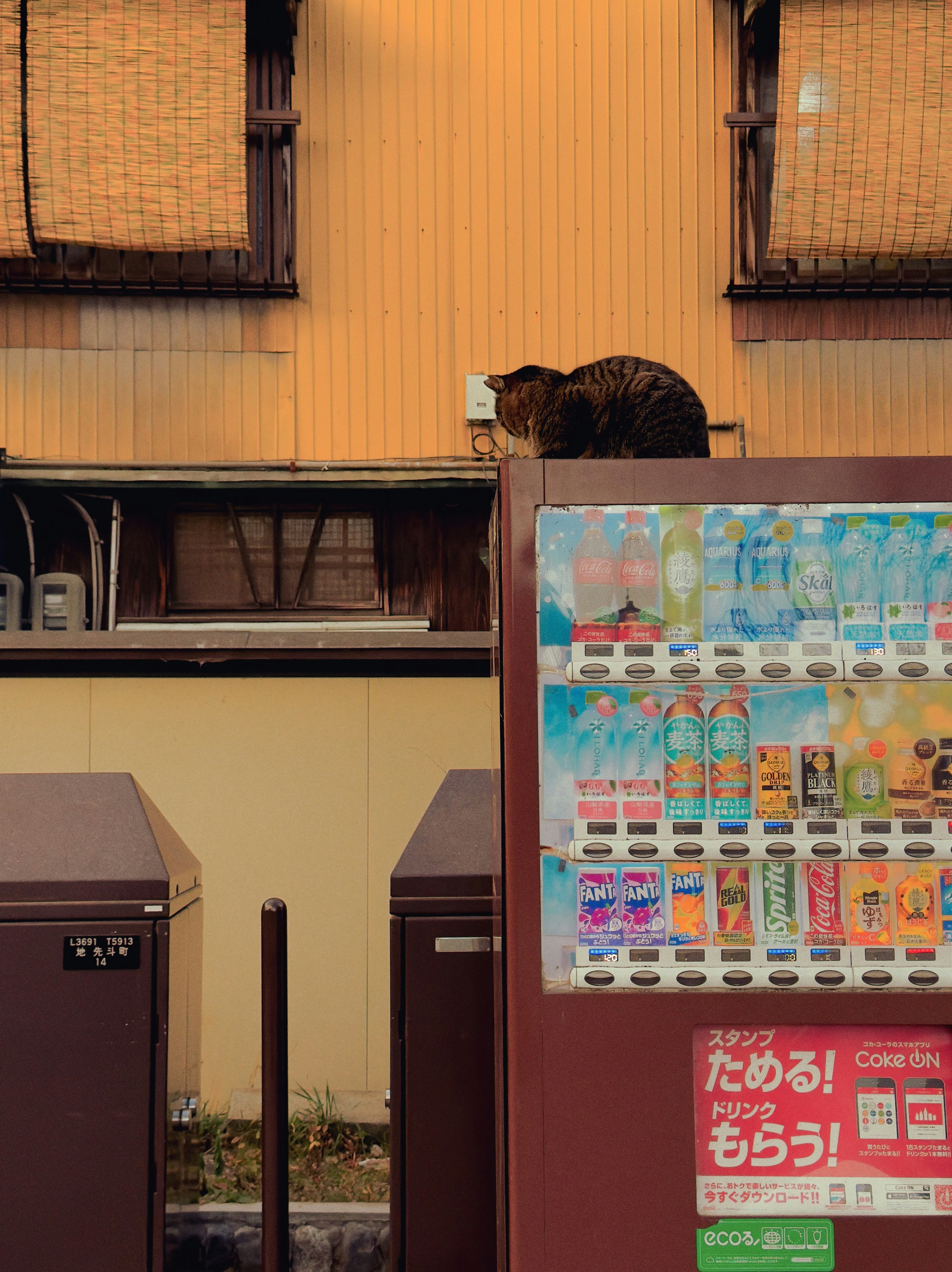 A cat sits atop a vending machine.