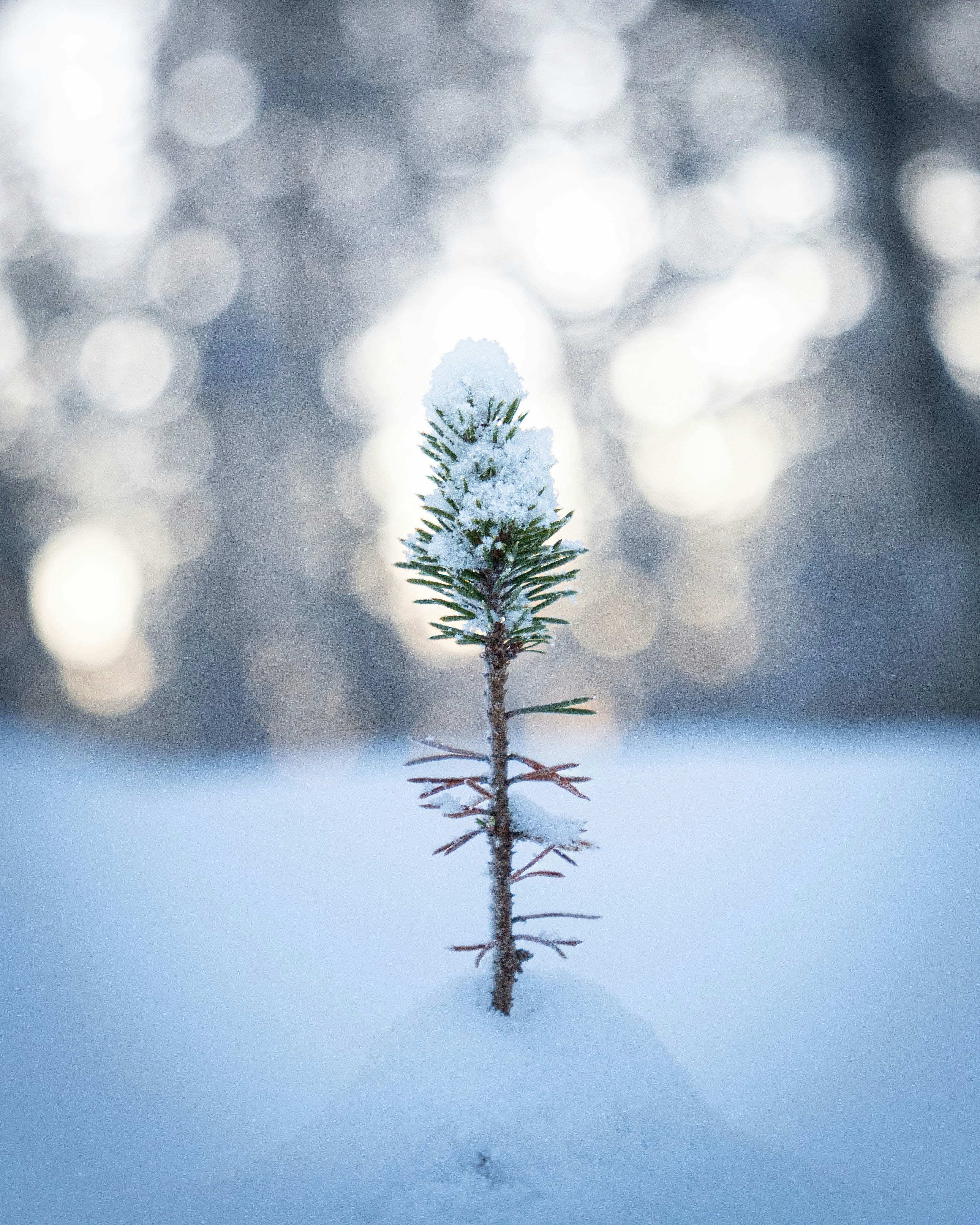A small pine tree covered in snow in winter.