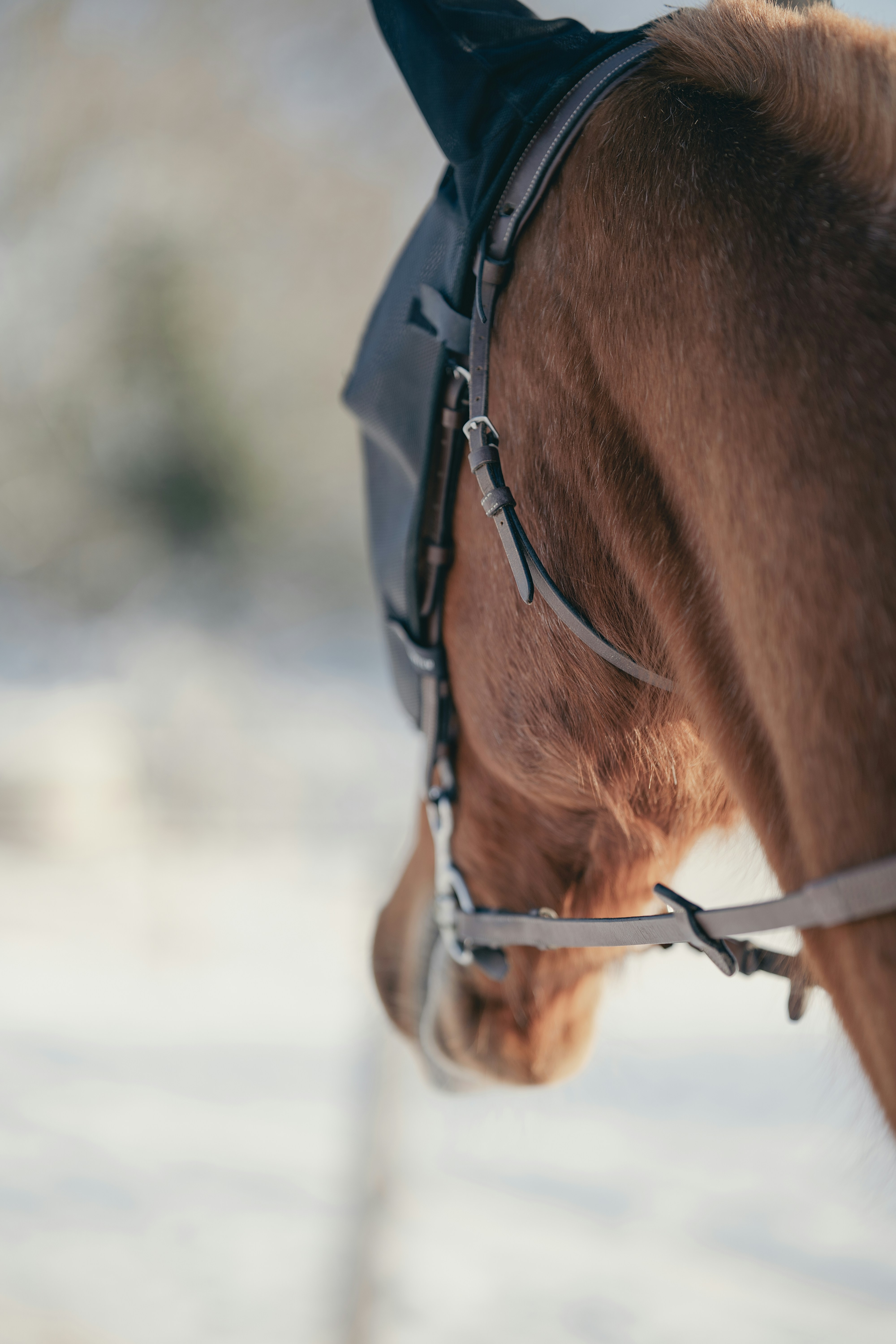 Brown horse wearing a fly mask in a snowy field