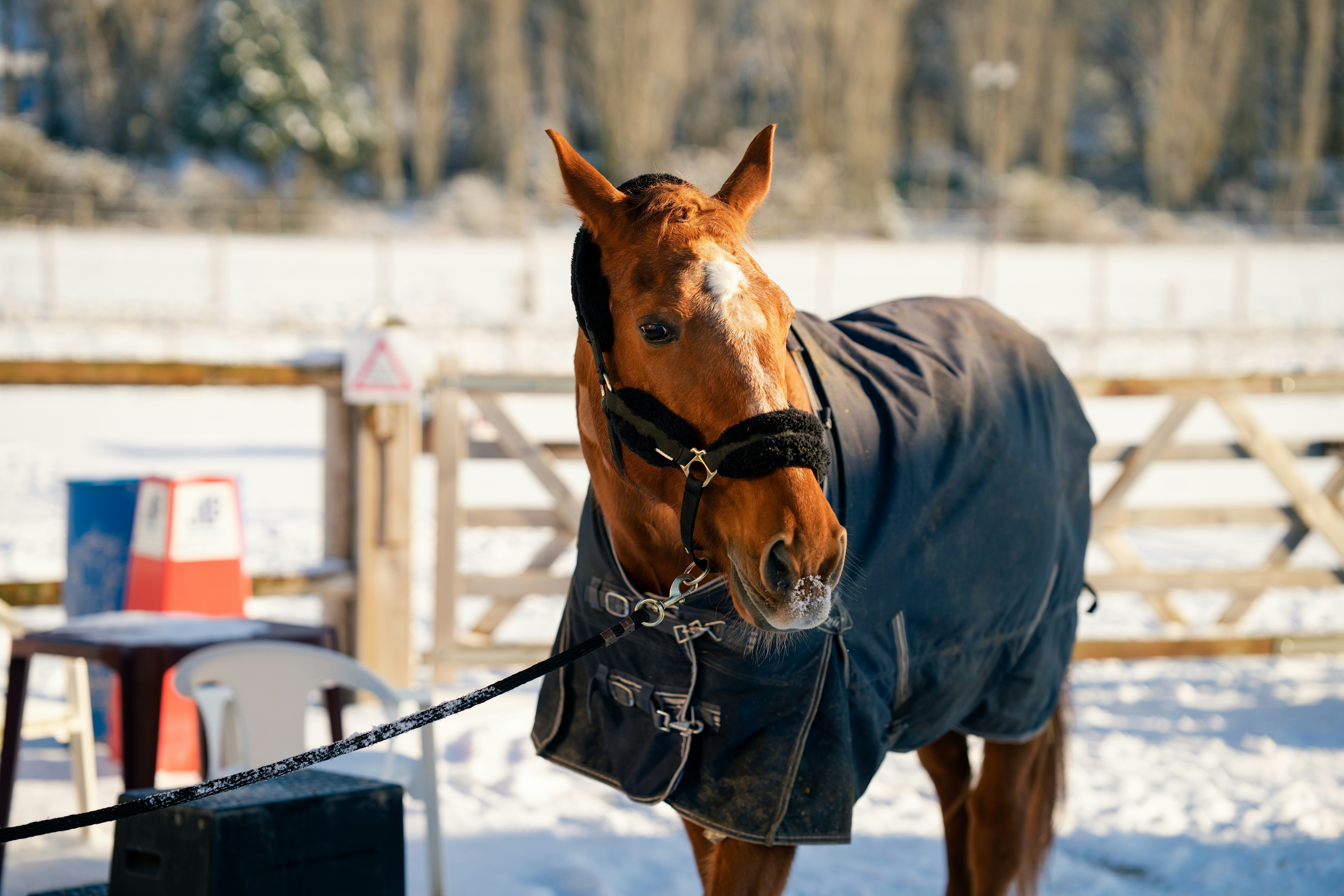A brown horse wearing a blanket in the snow