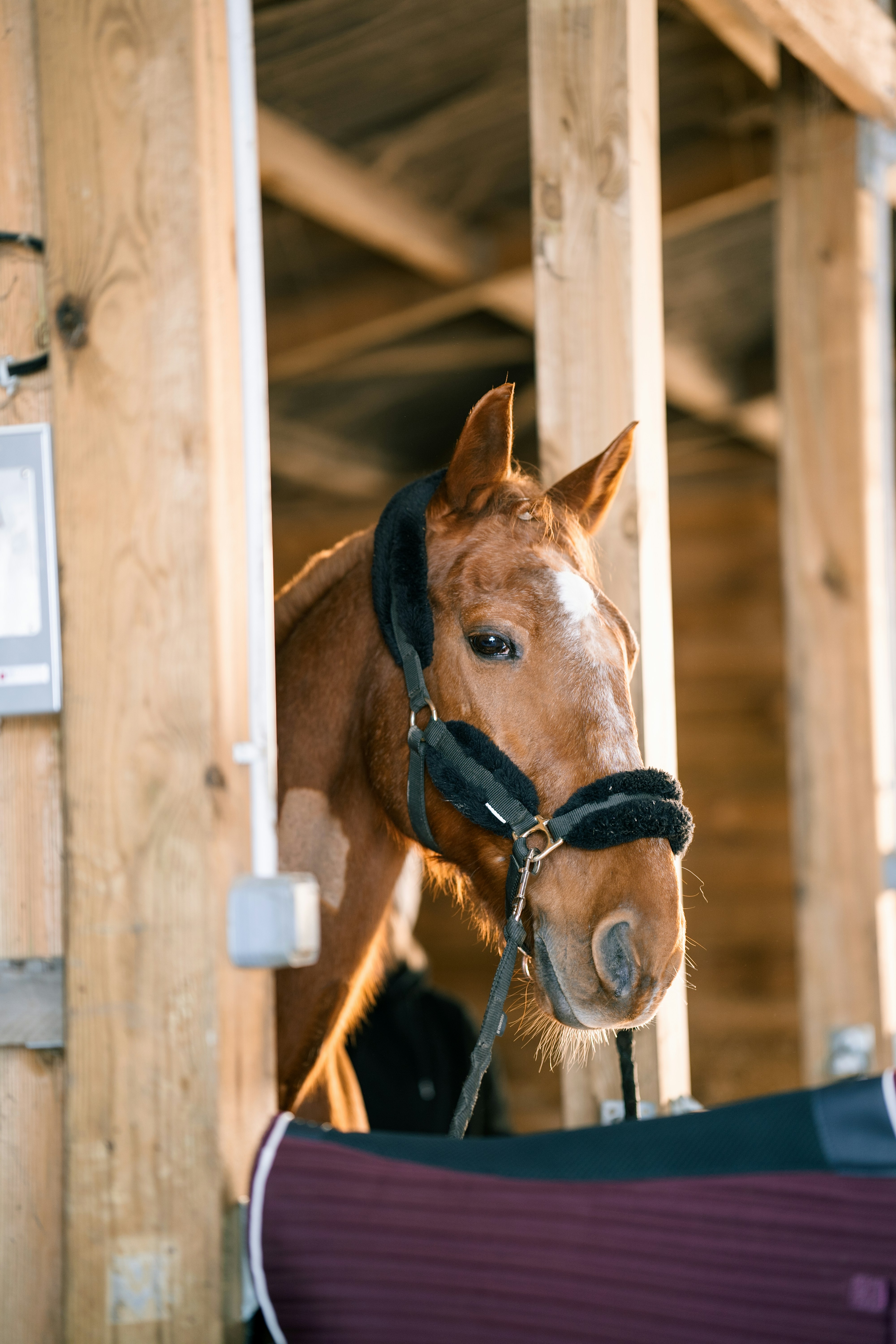 A brown horse wearing a halter in a stable.