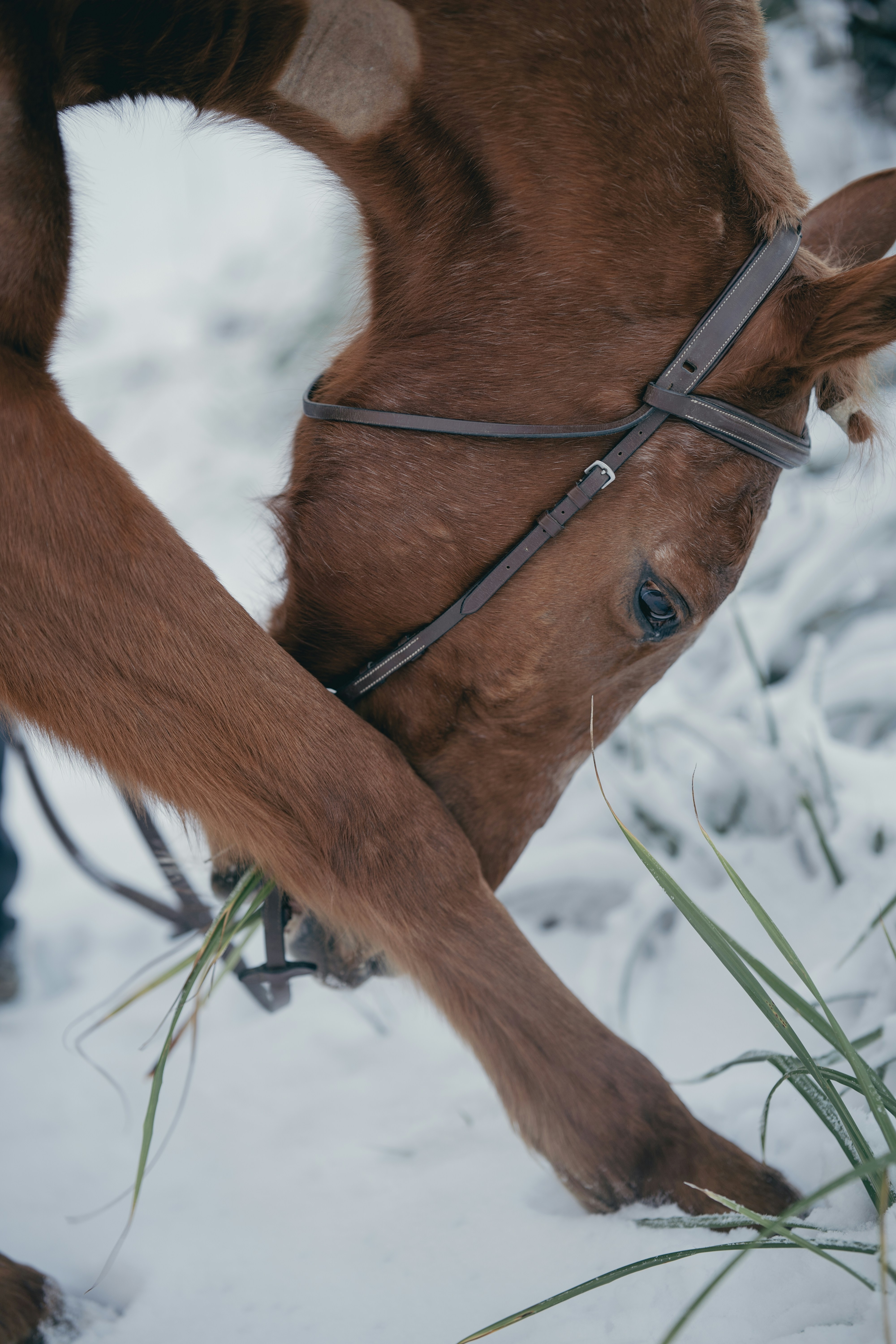 Brown horse grazing in the snow