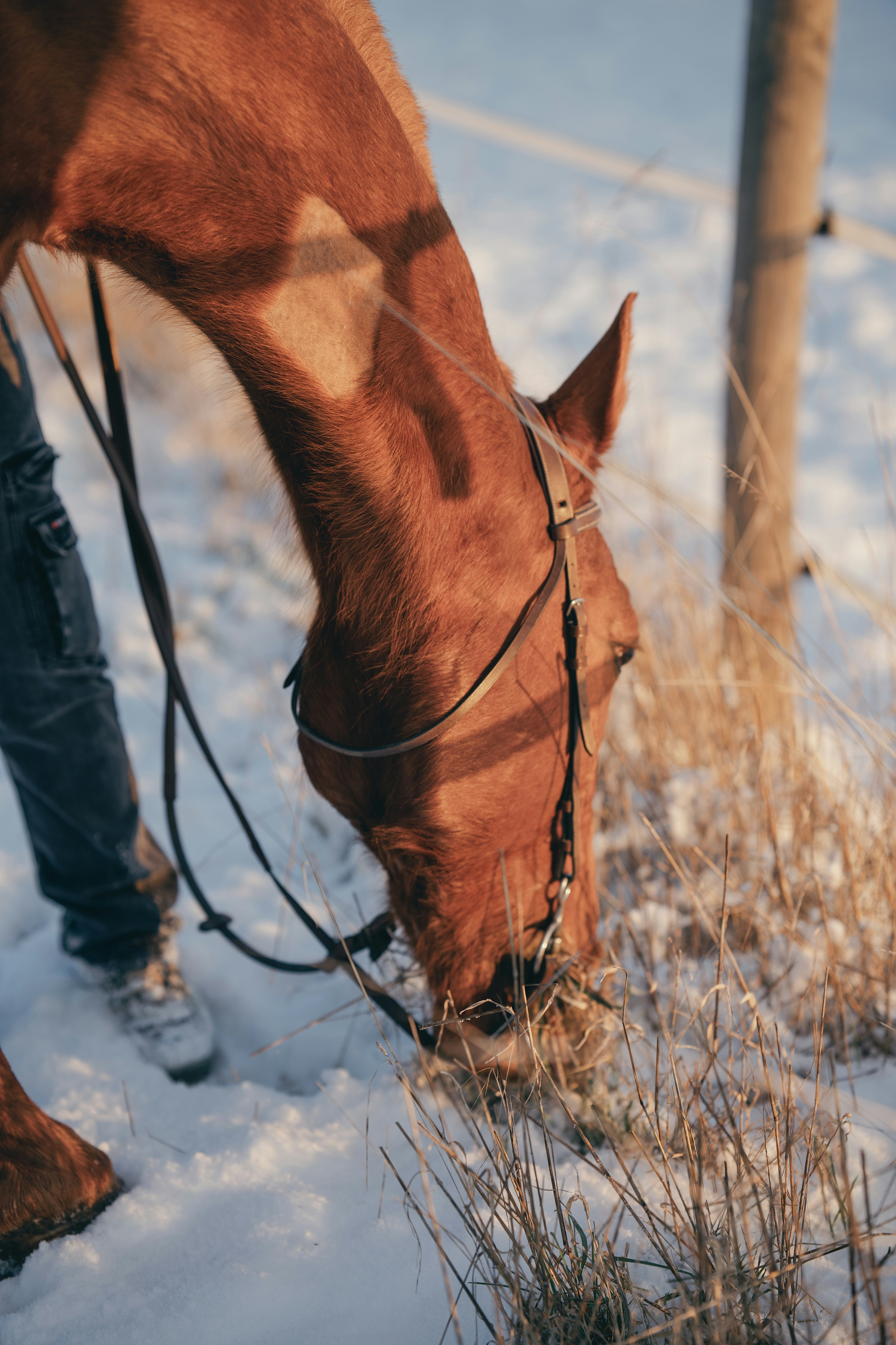 A brown horse grazes in the snow.