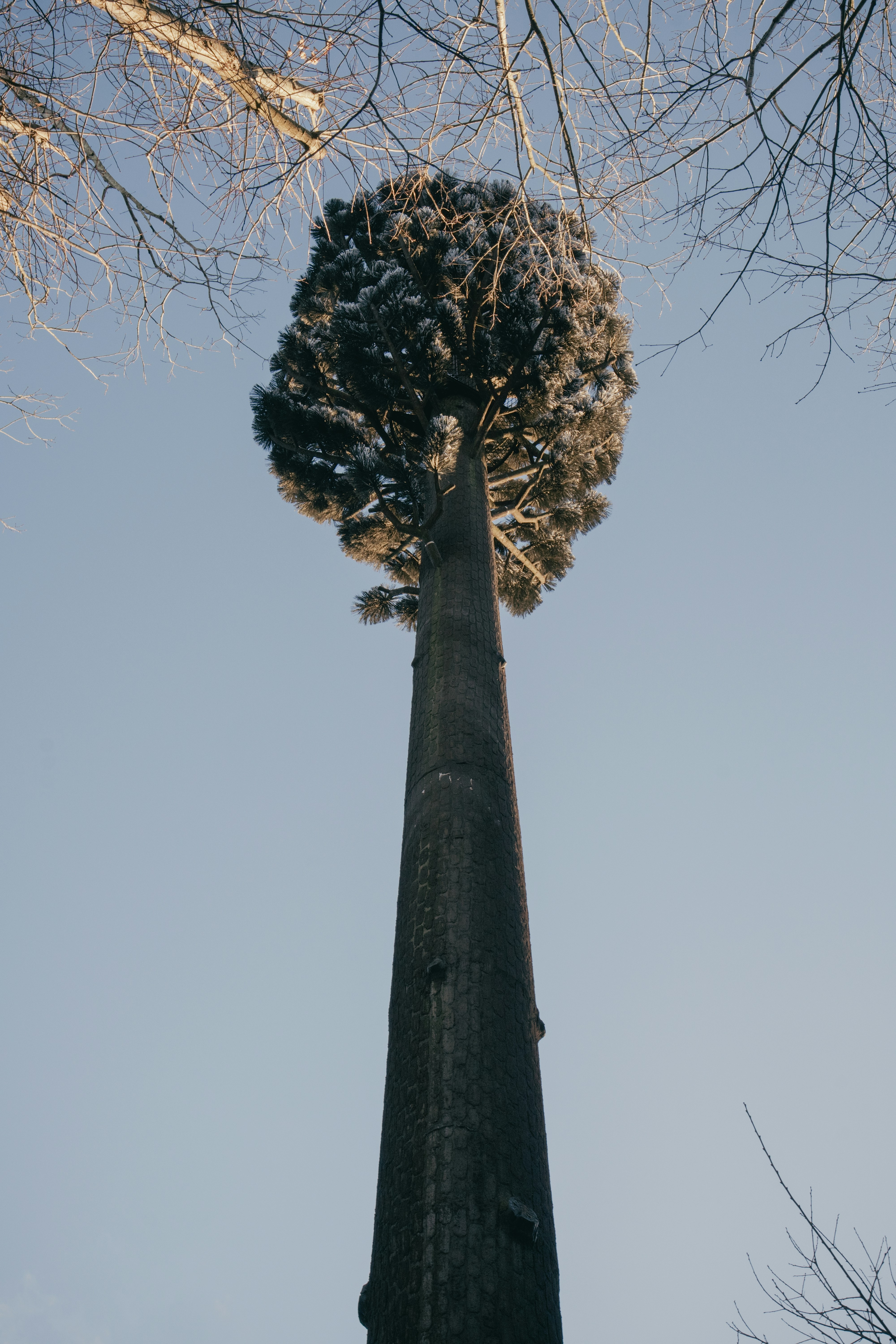 Tall pine tree with snow-covered branches against sky