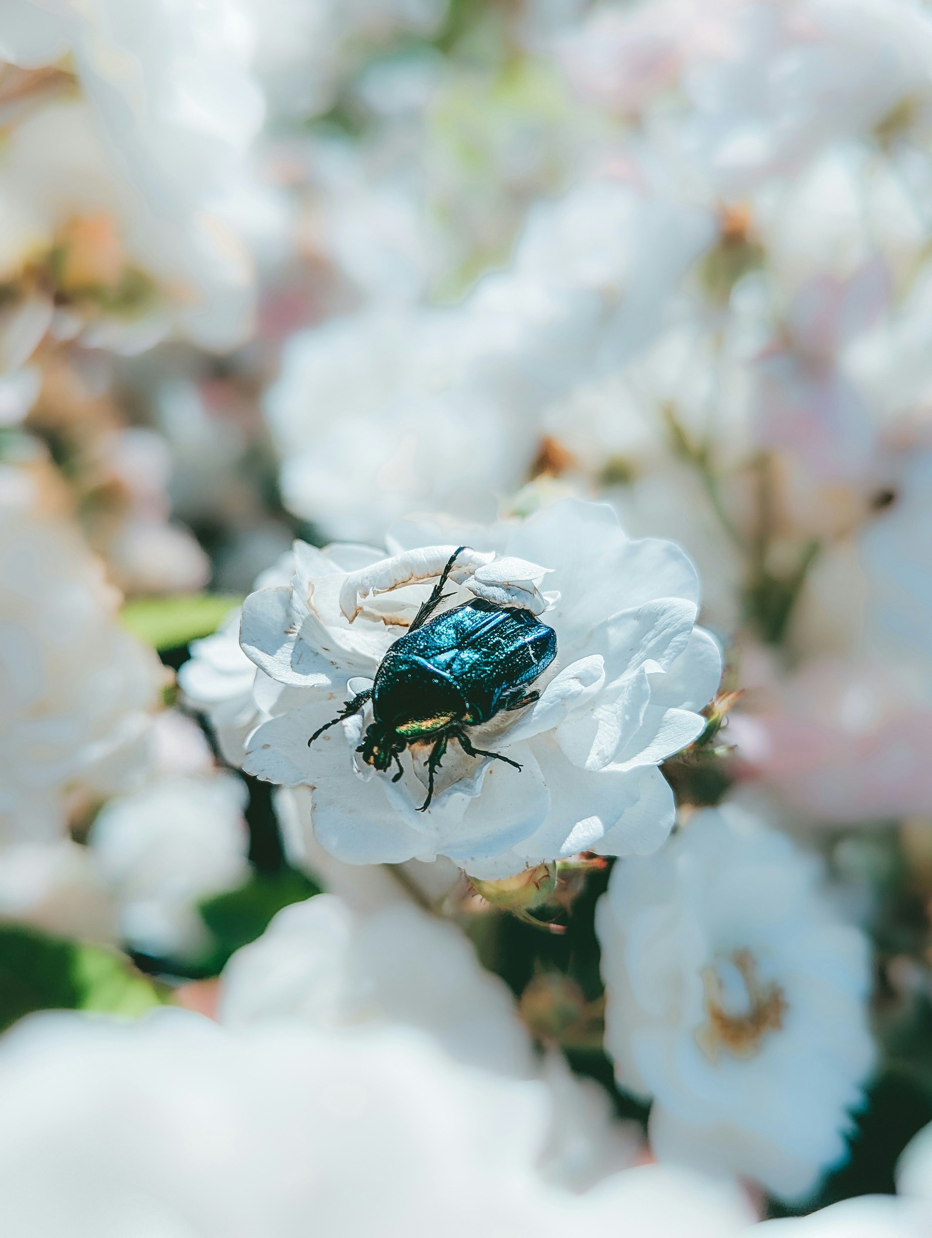 A metallic green beetle rests on a white rose.
