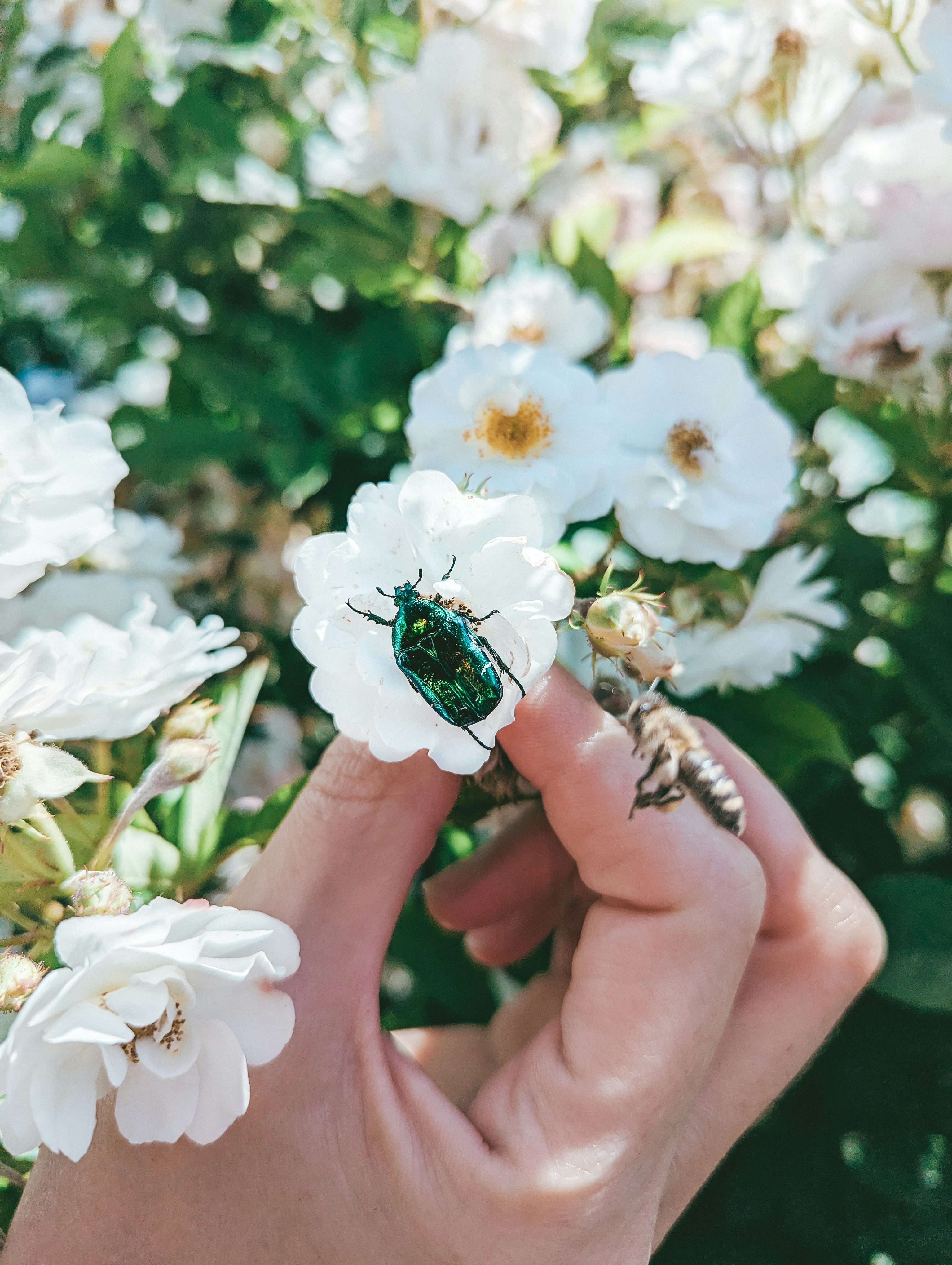 A person holding a beetle on a white flower.