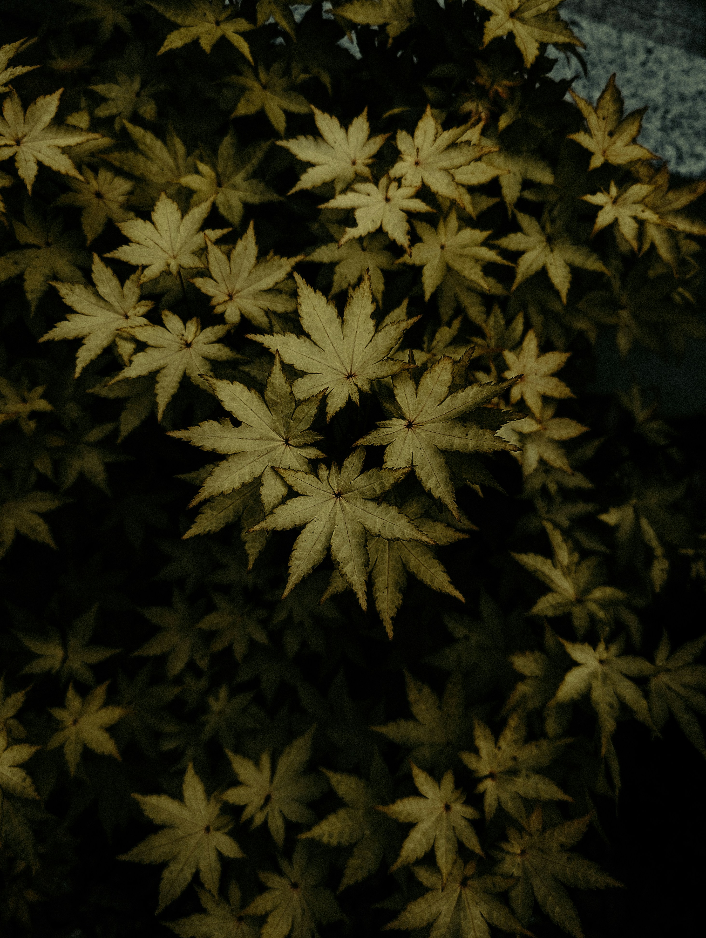 Close-up of japanese maple leaves in autumn