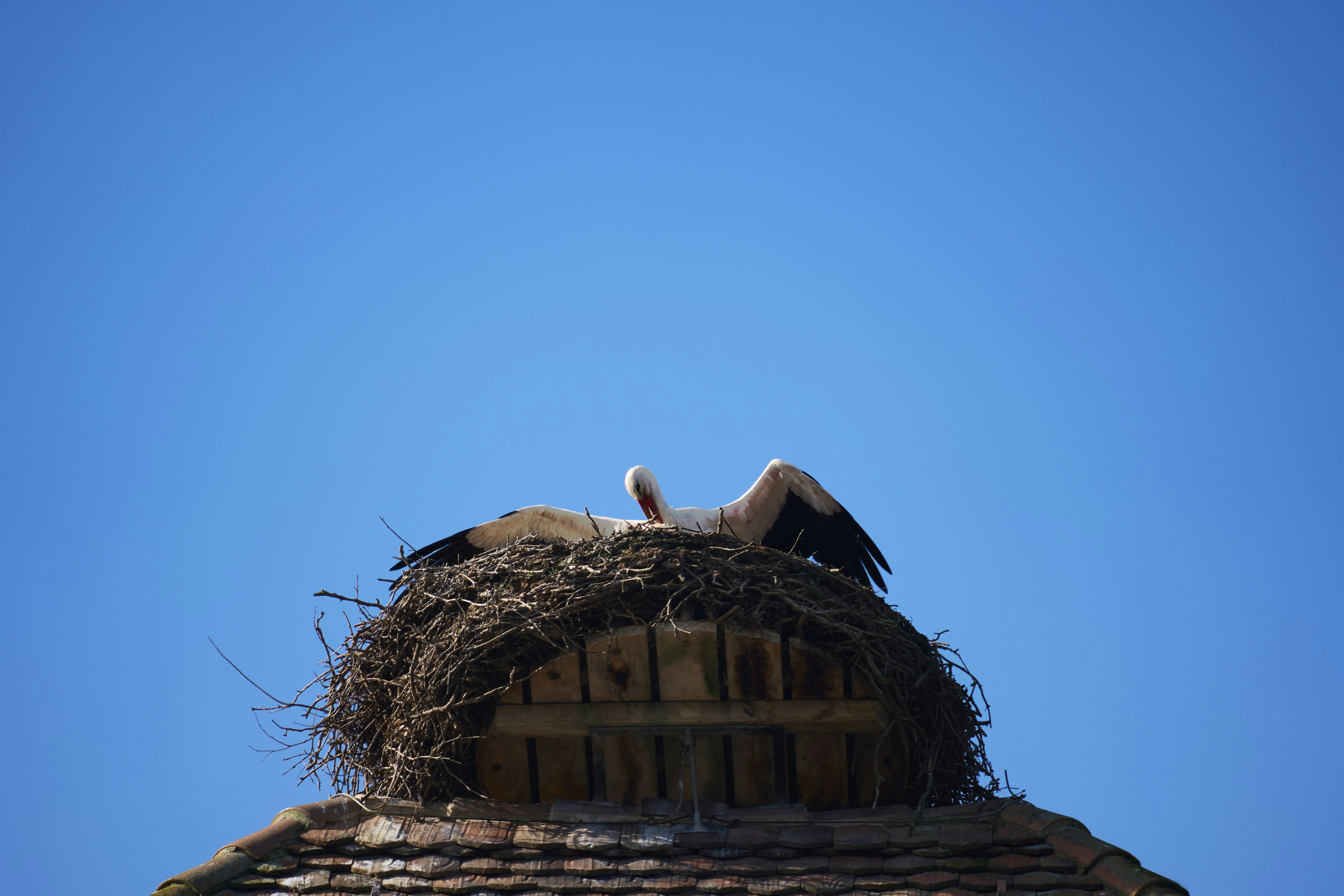 A stork rests in its nest atop a building.