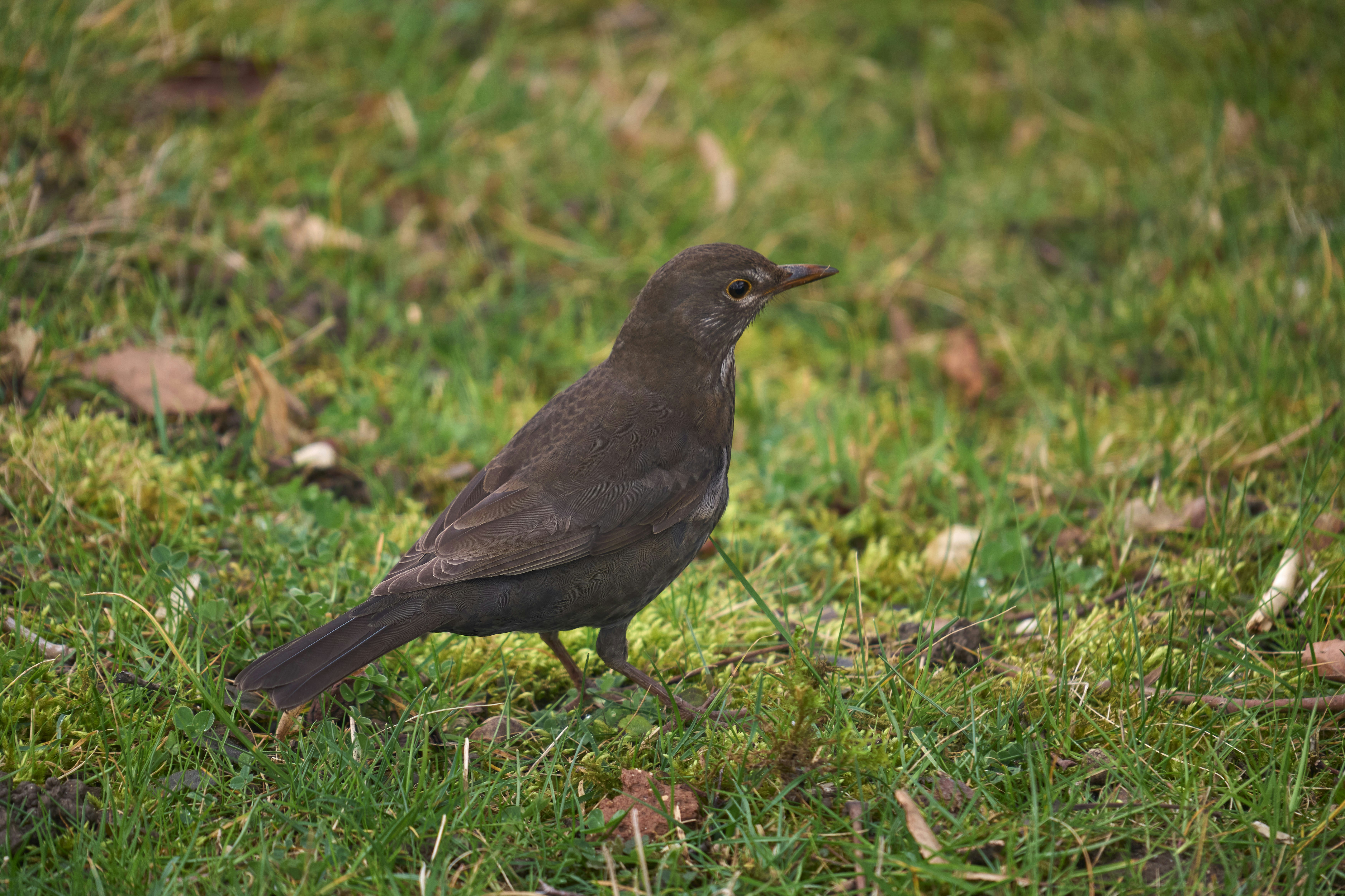 Photo by wolfgang_hasselmann