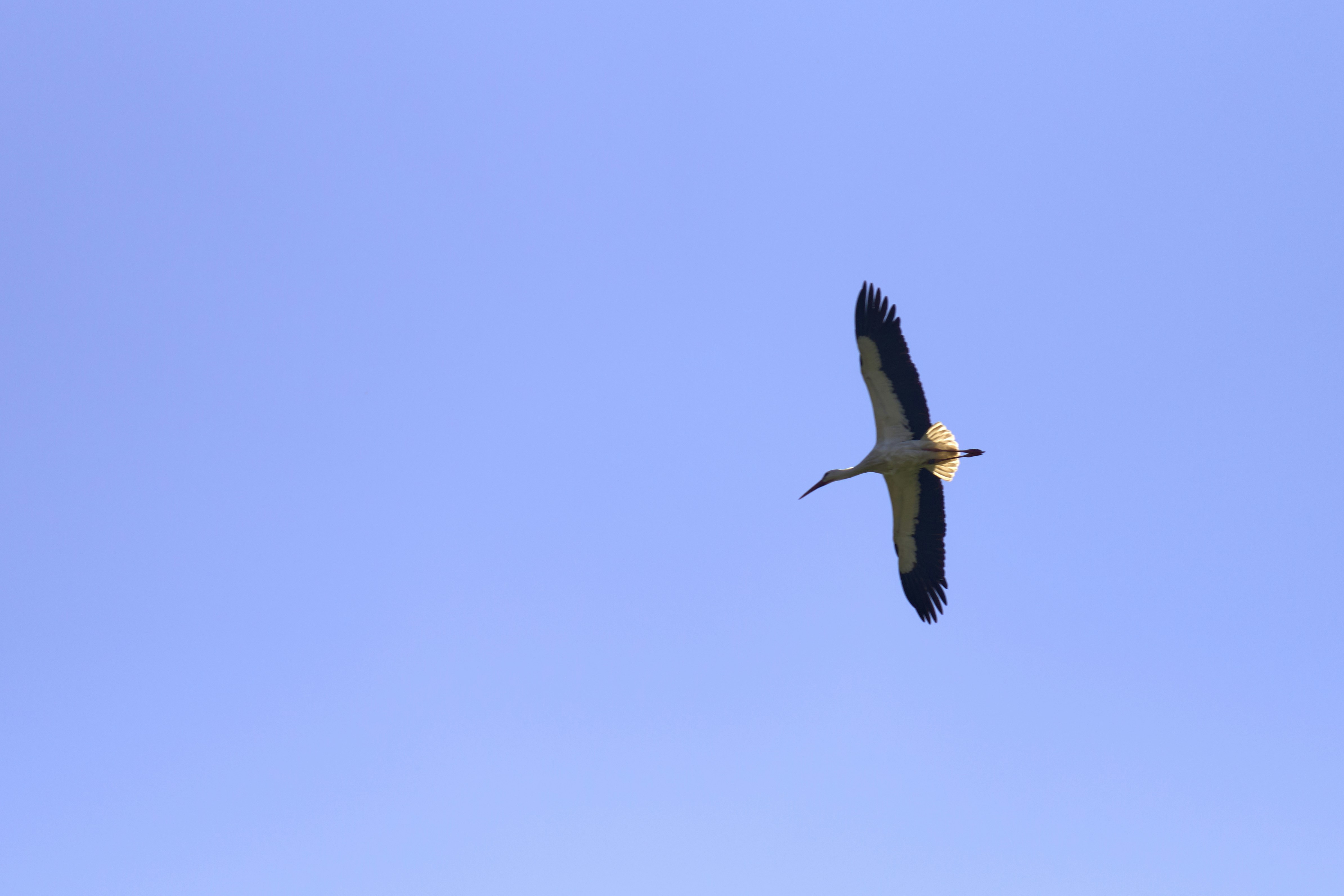 Photo by wolfgang_hasselmann