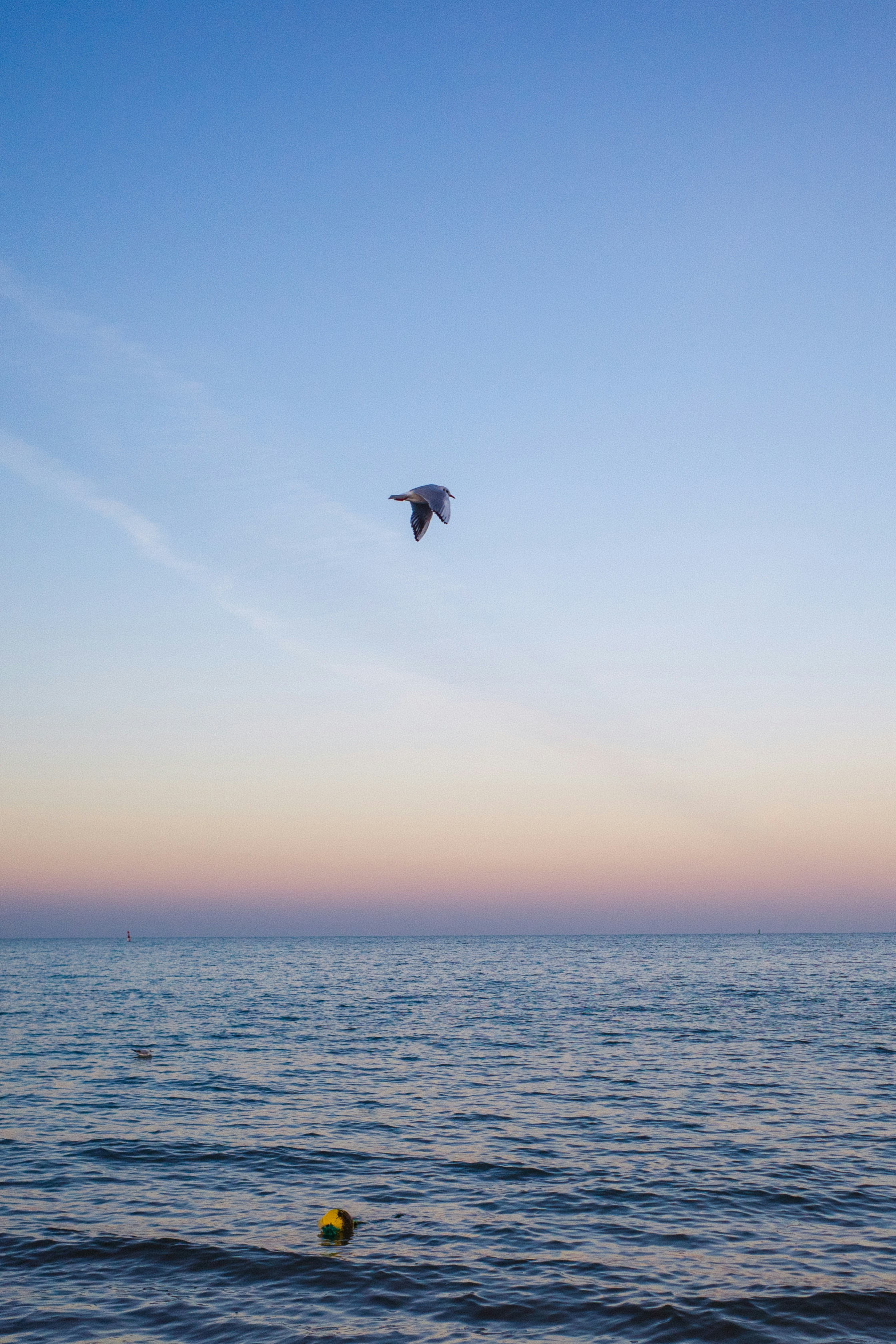 A seagull flies over the ocean at sunset.