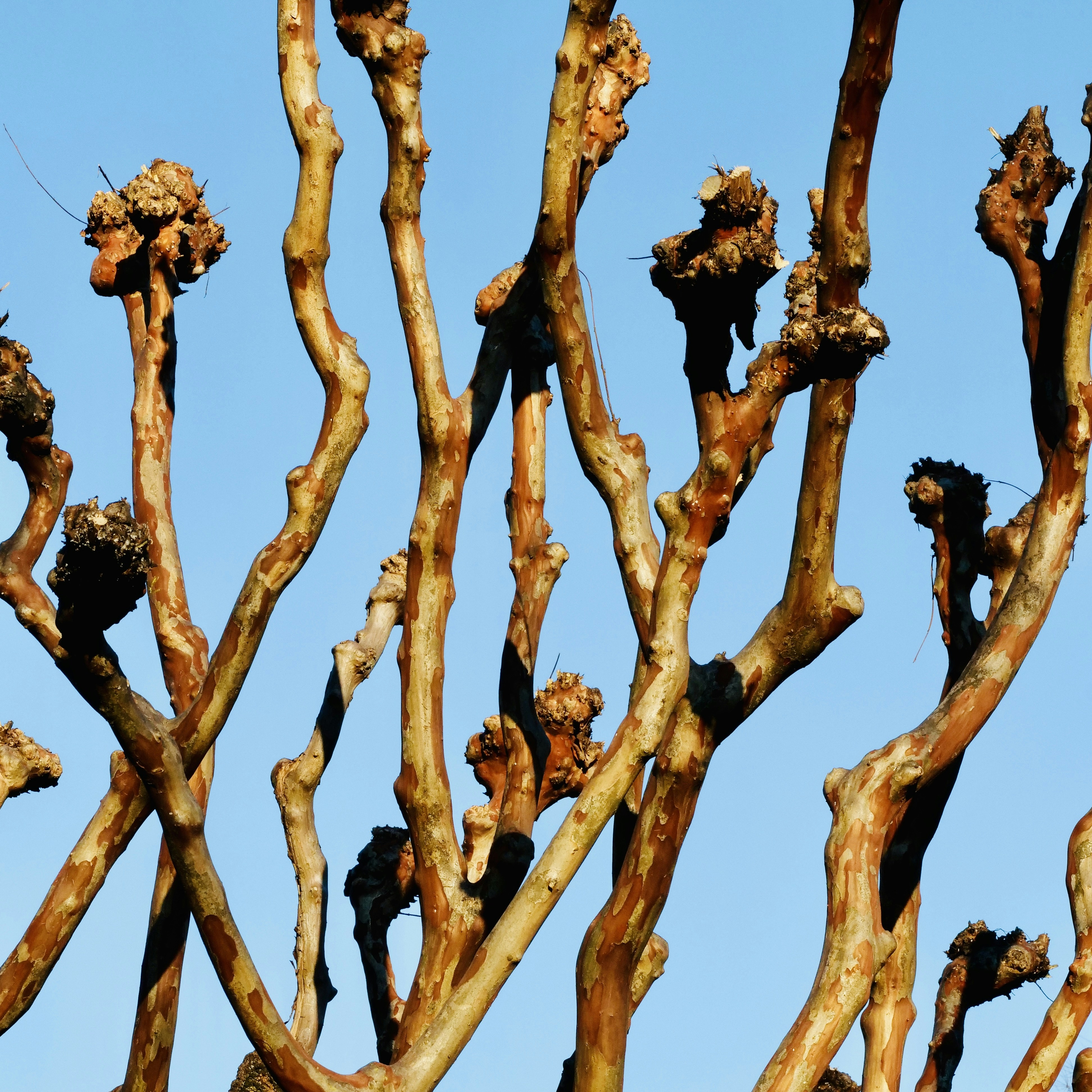Bare tree branches against a clear blue sky