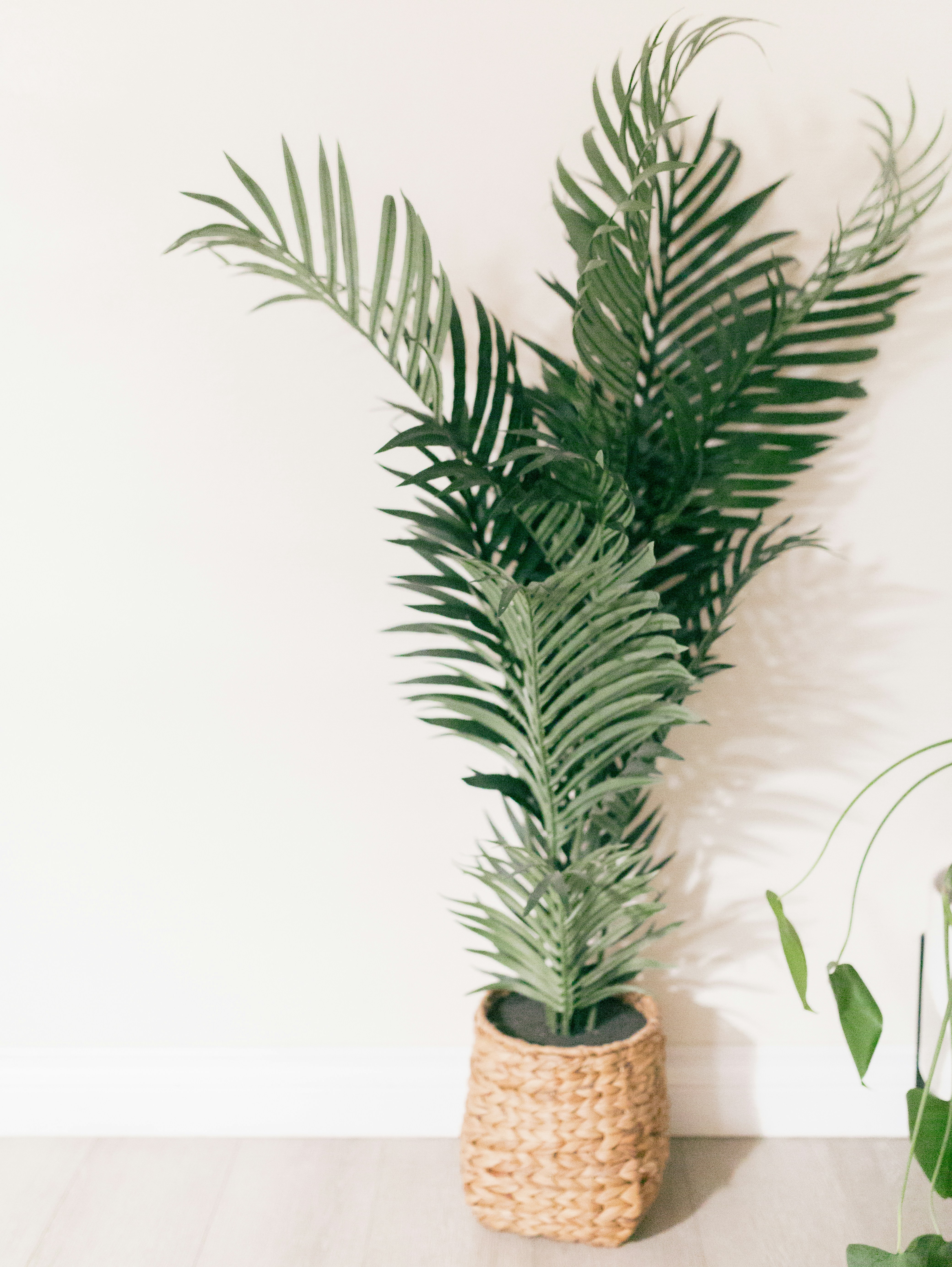 Photo by carmelalustrephotography