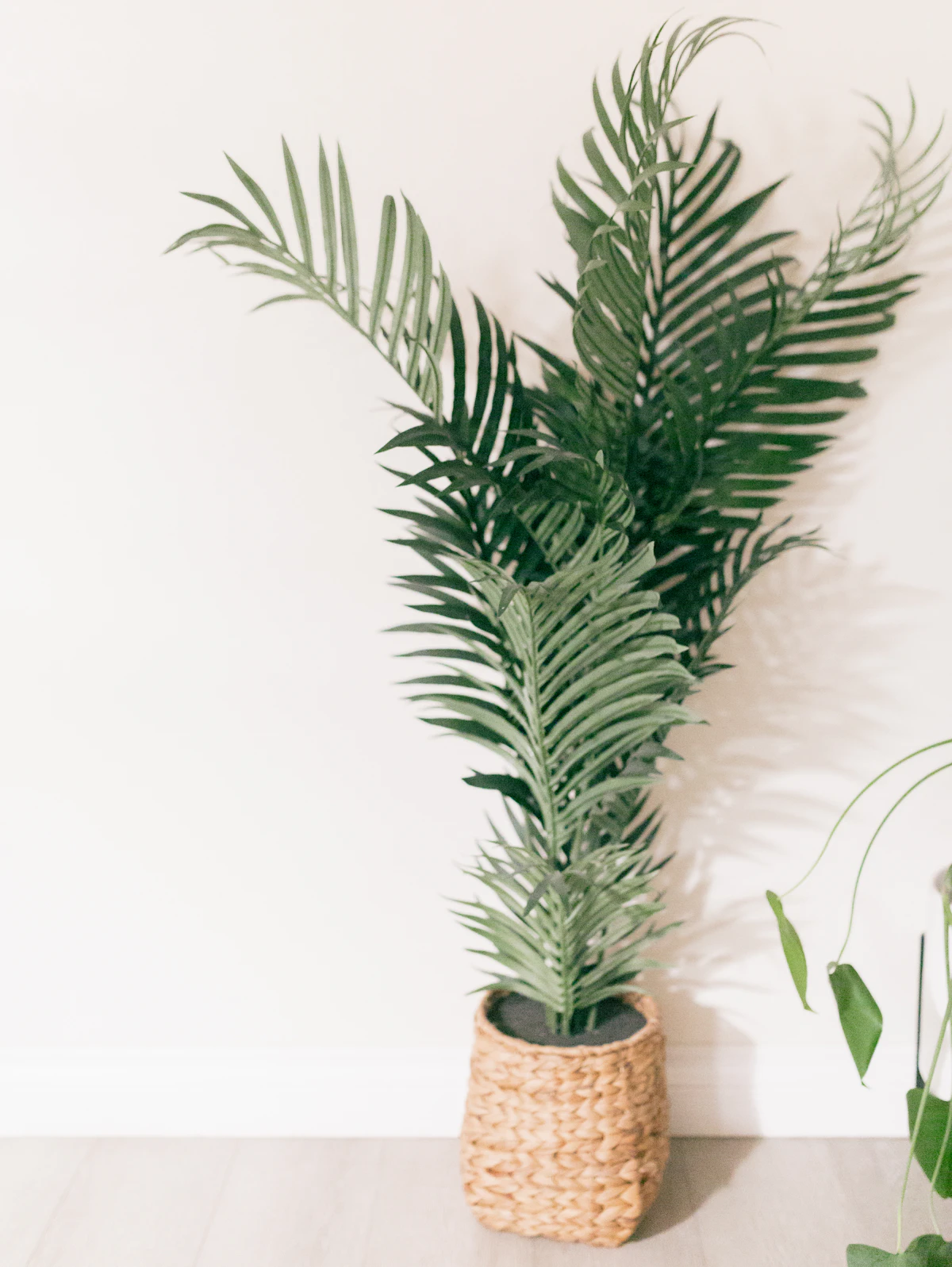 Potted palm with feathery arching fronds in a woven basket