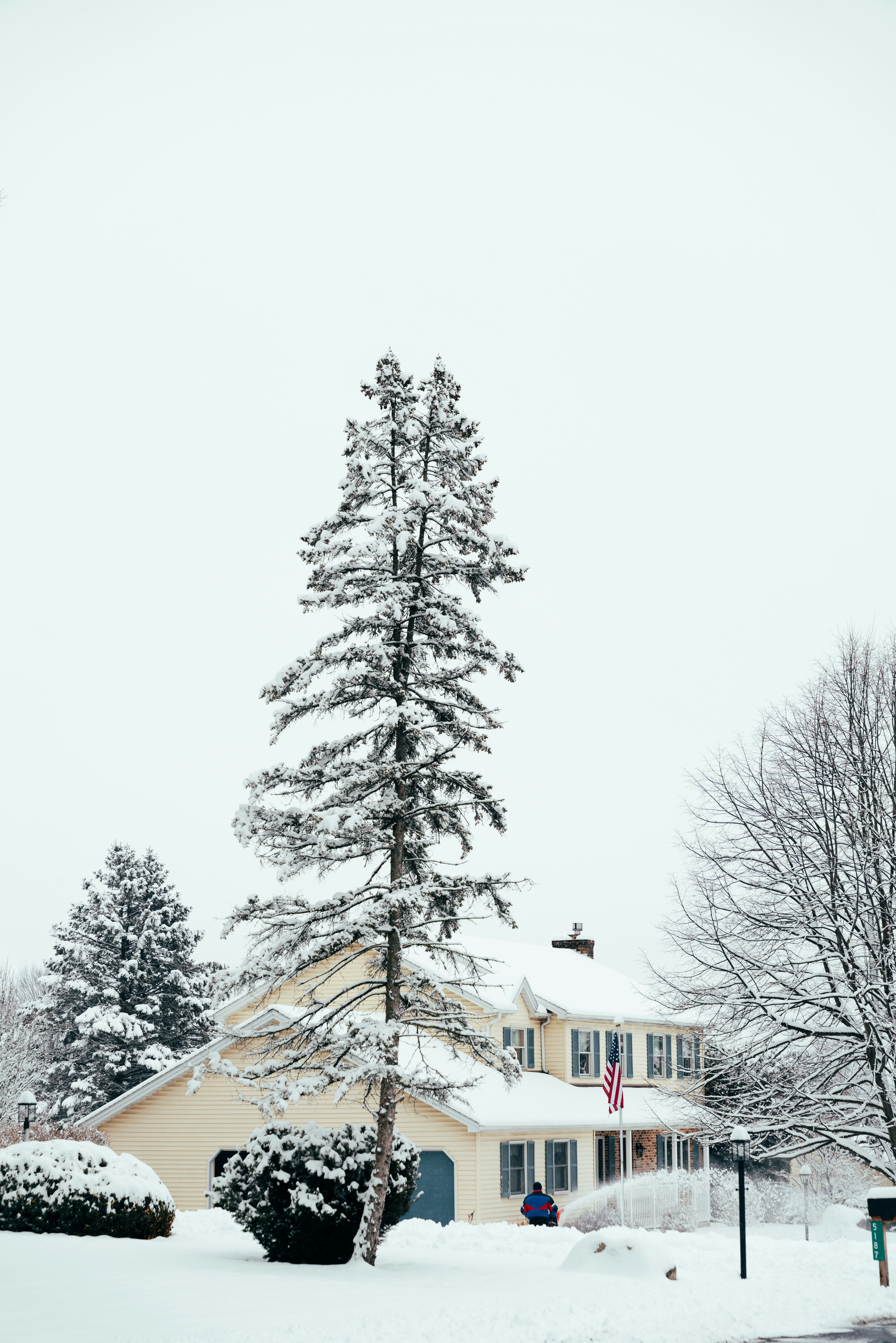 A house and tall pine tree covered in snow.