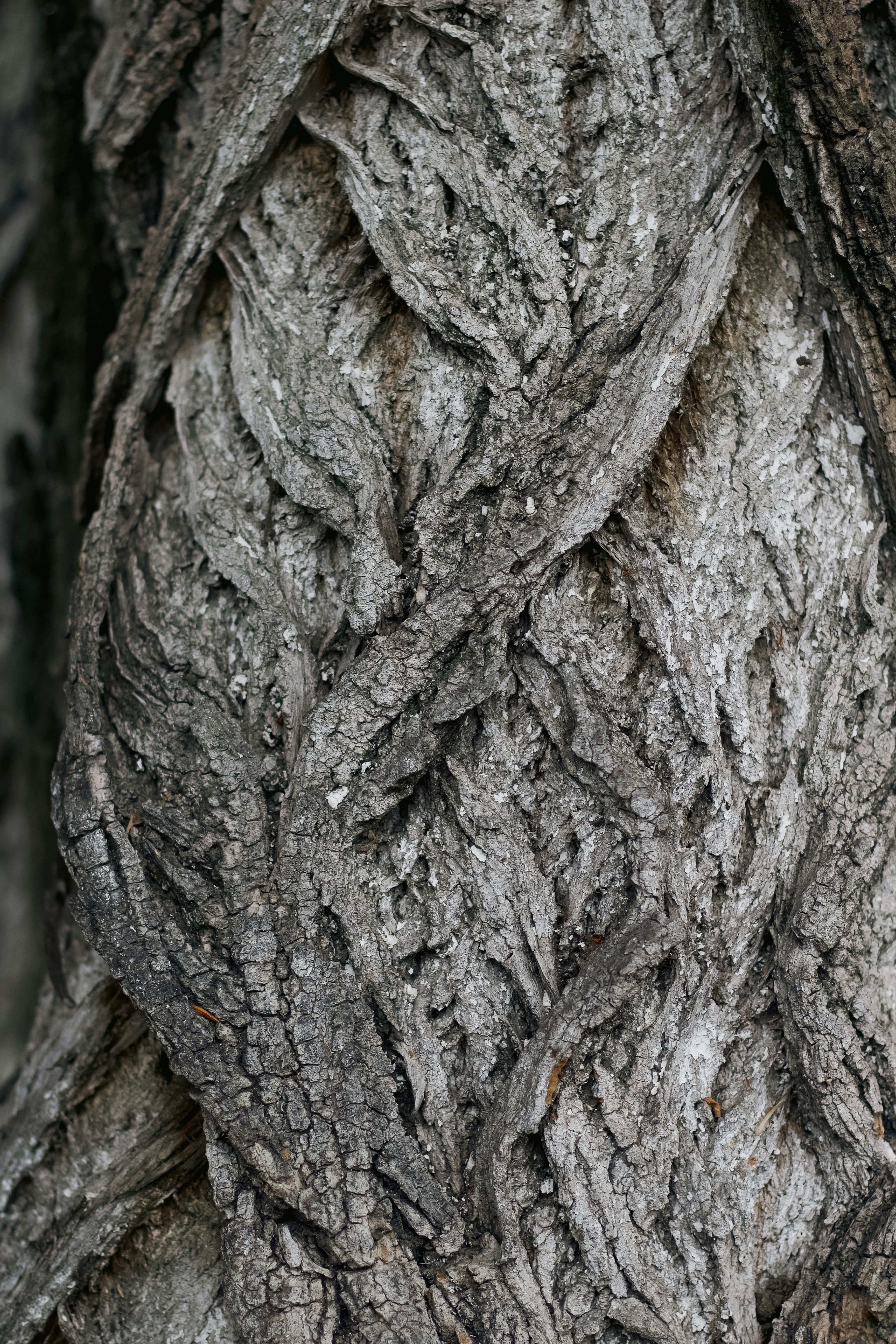Nahaufnahme rauer, strukturierter Baumrinde