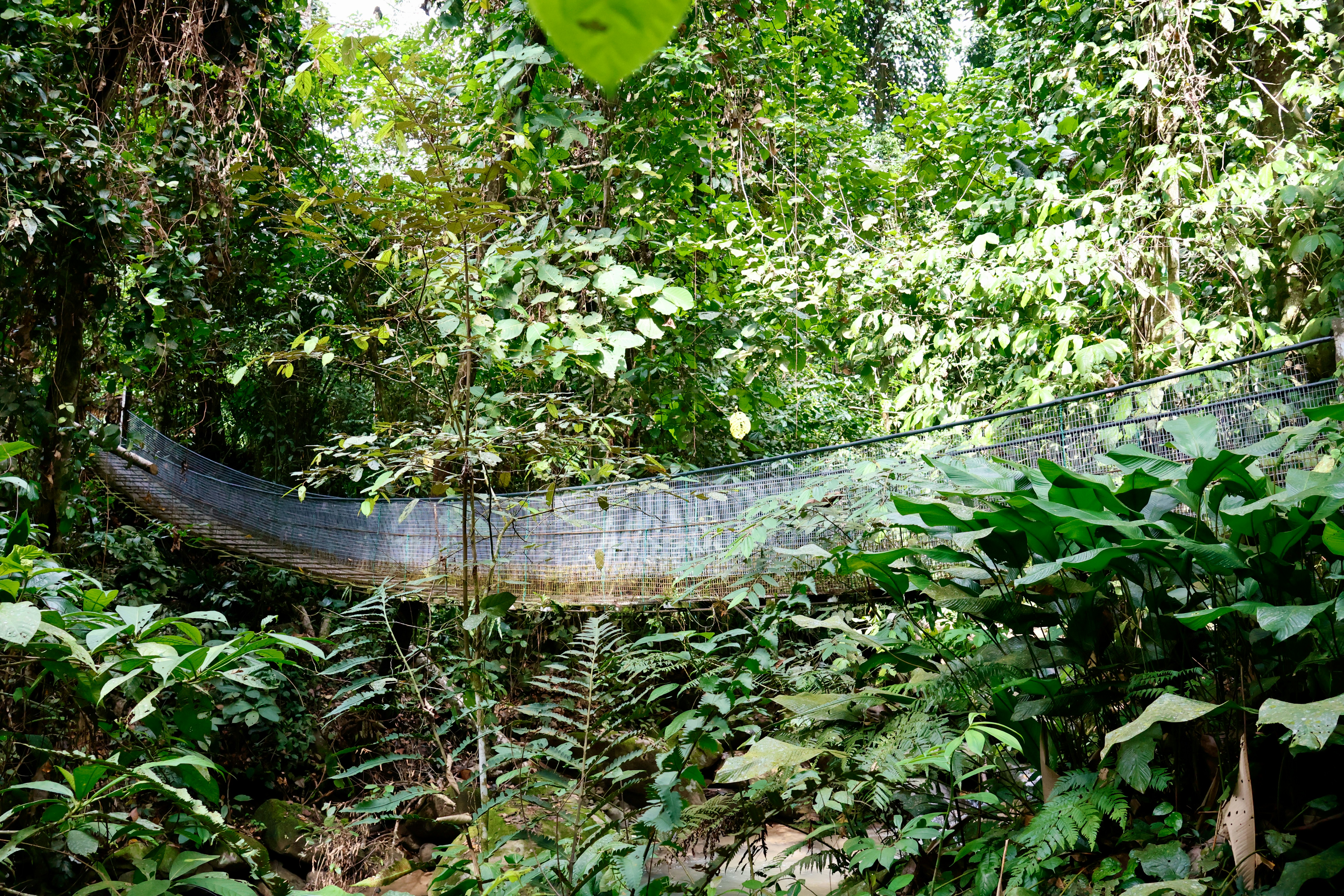 Canopy structure above dense rainforest in Malaysian Borneo