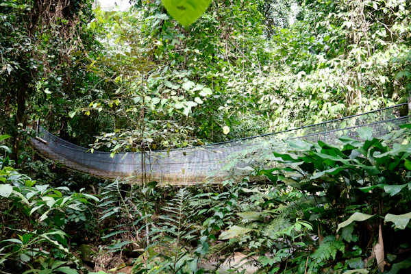 Batang Ai Rainforest