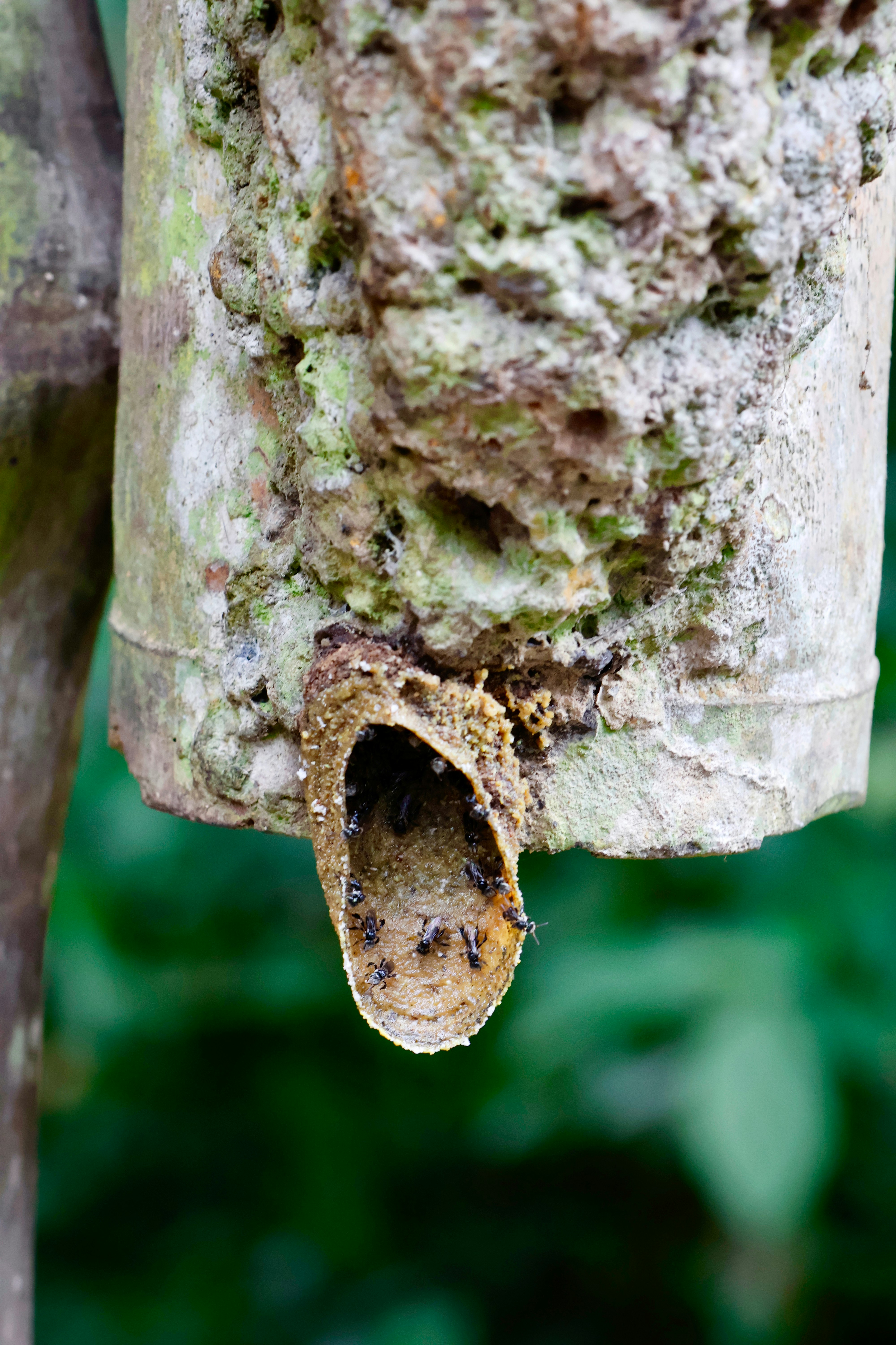 Small stingless bees entering their hive entrance