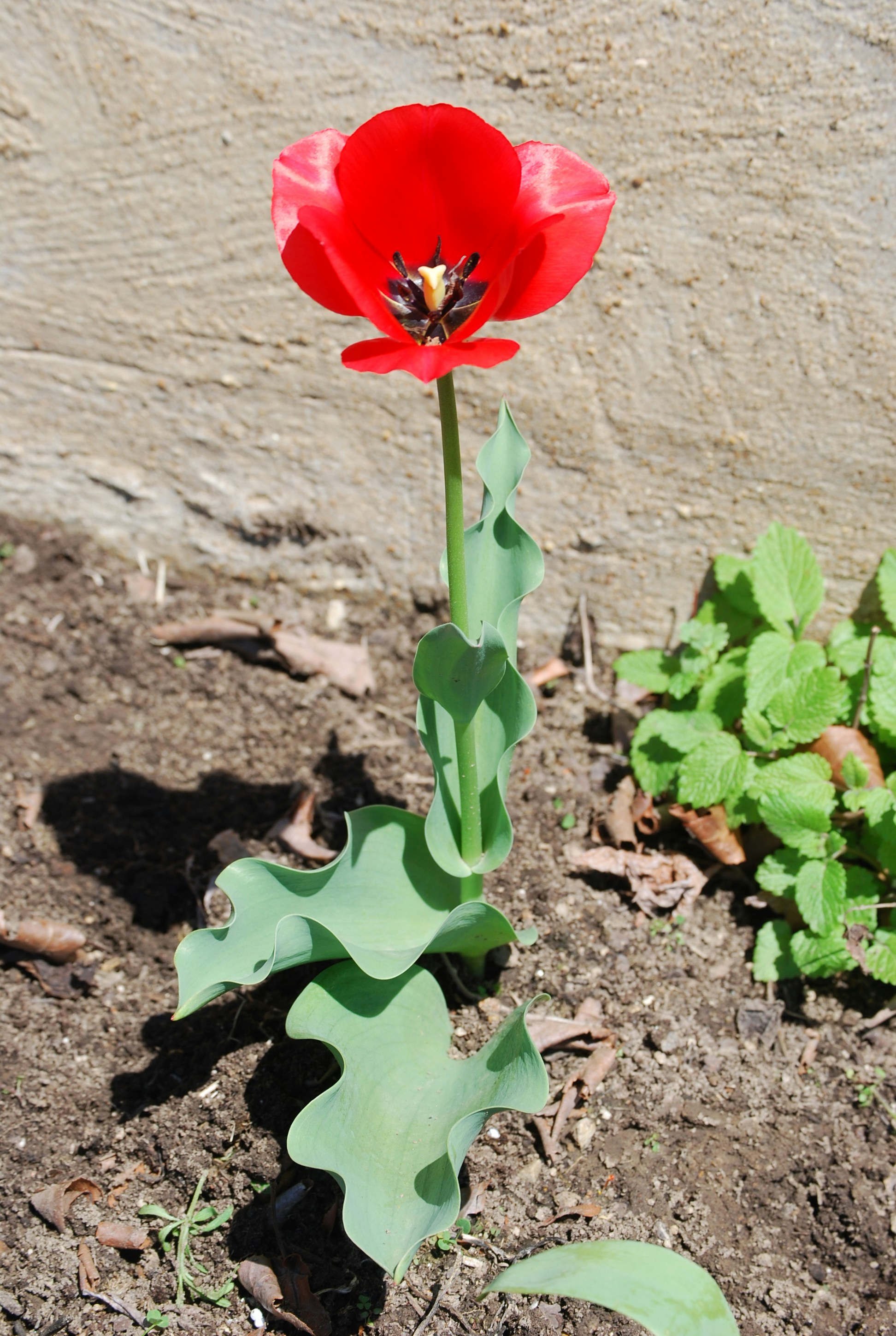 A single red tulip blooming in the soil.