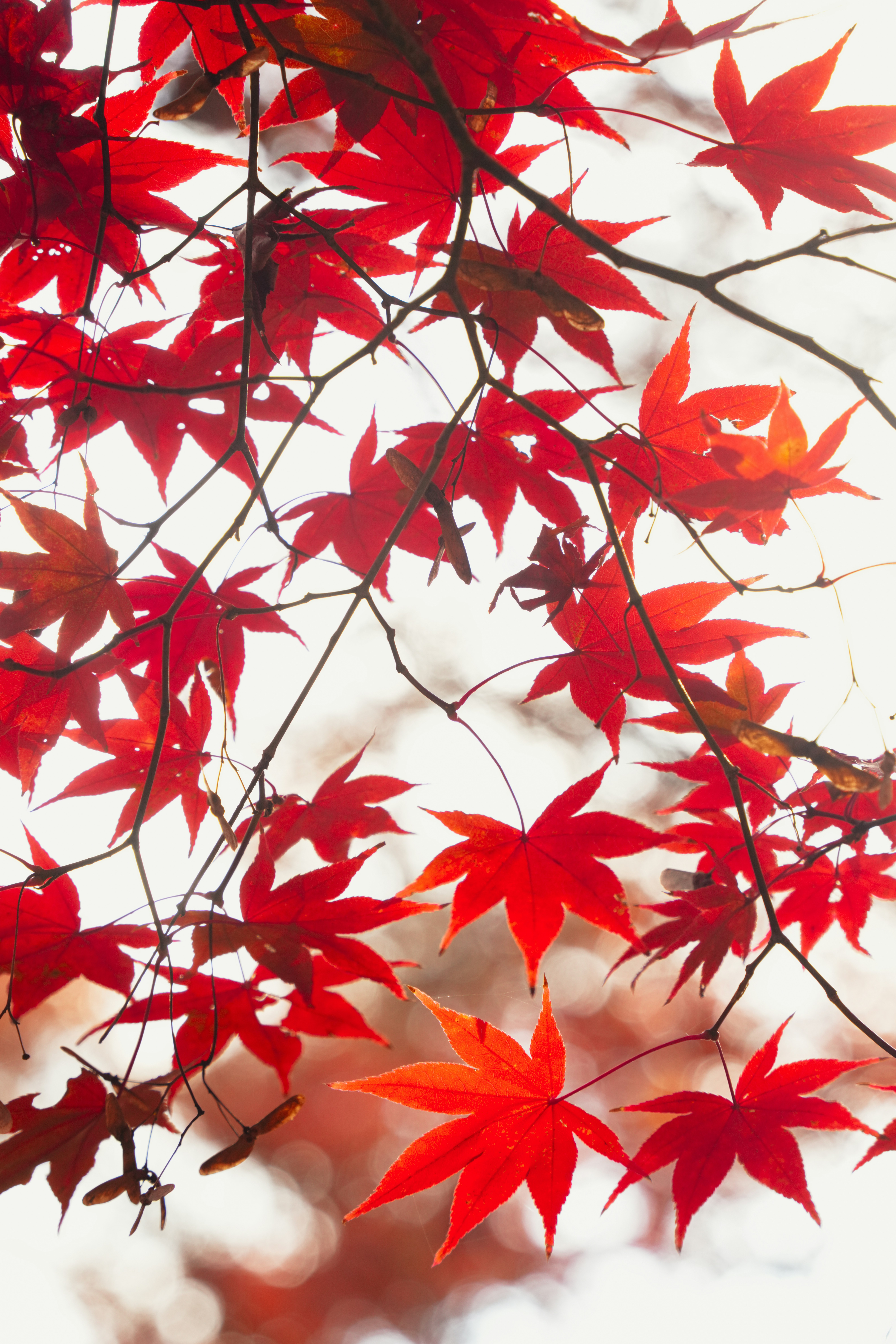 Photo by hattrick1996